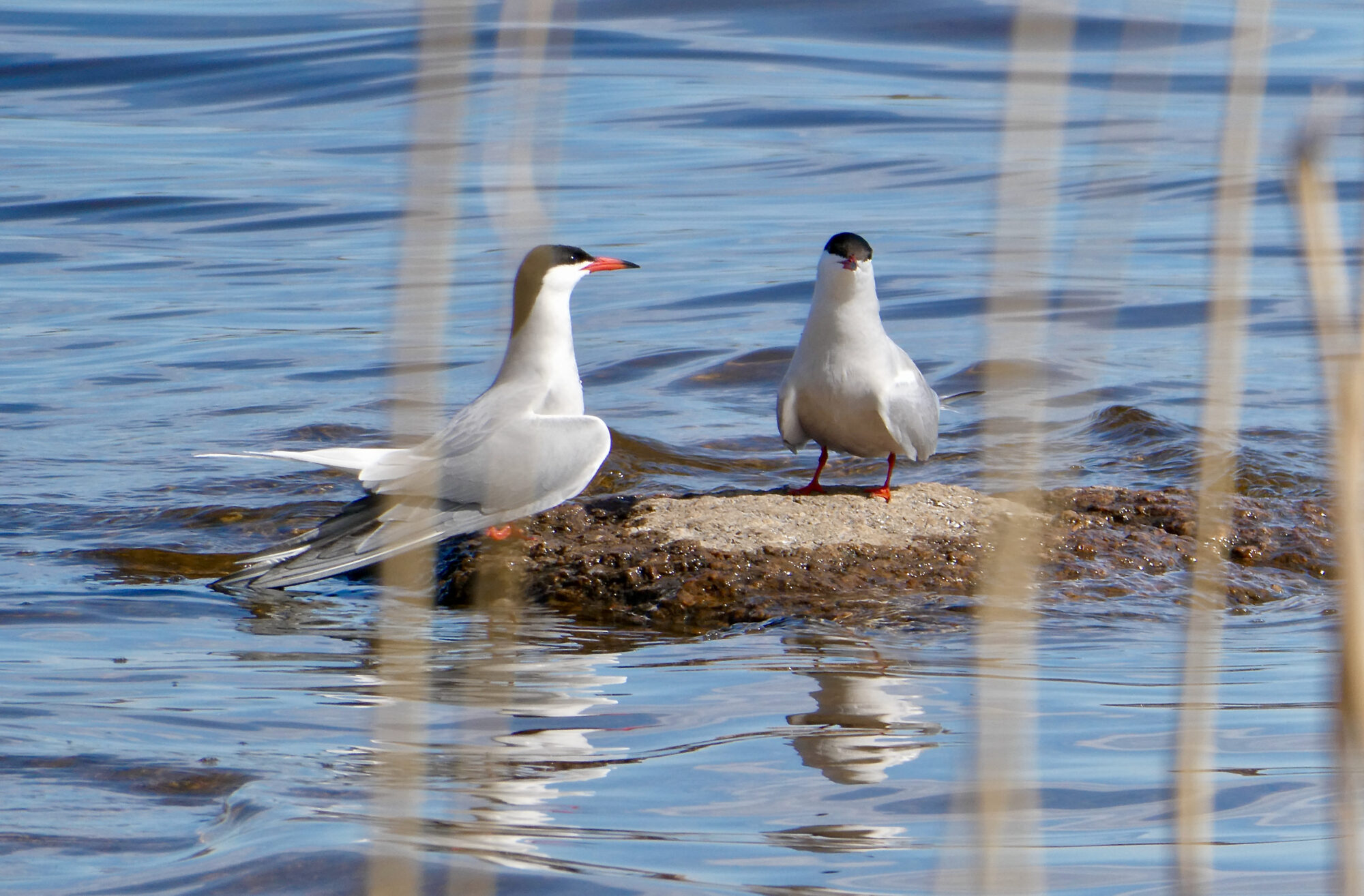 Valokuvaaja: Liisa Niiva-Korpela Valokuvaaja: Liisa Niiva-Korpela