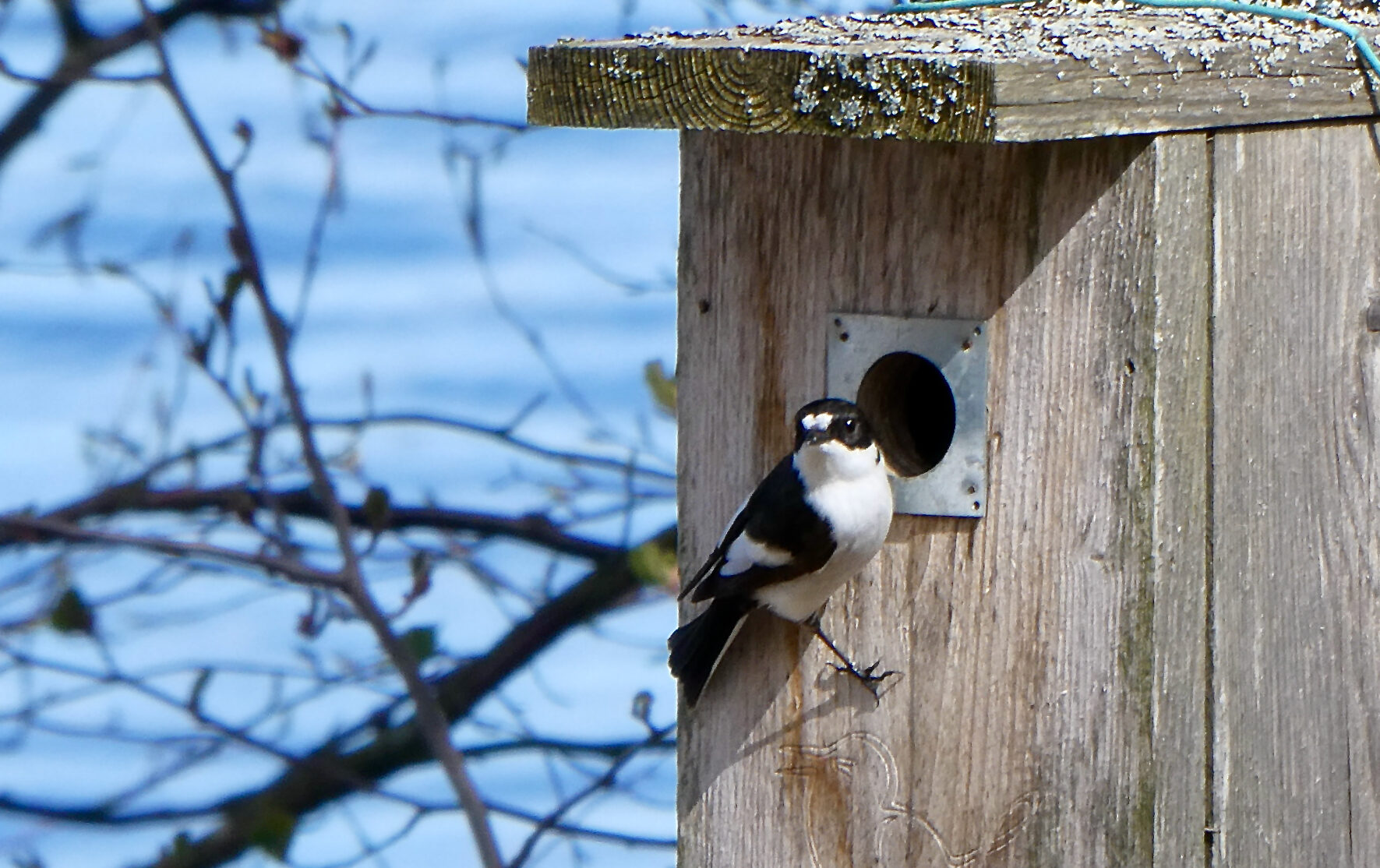 Valokuvaaja: Liisa Niiva-Korpela Valokuvaaja: Liisa Niiva-Korpela
