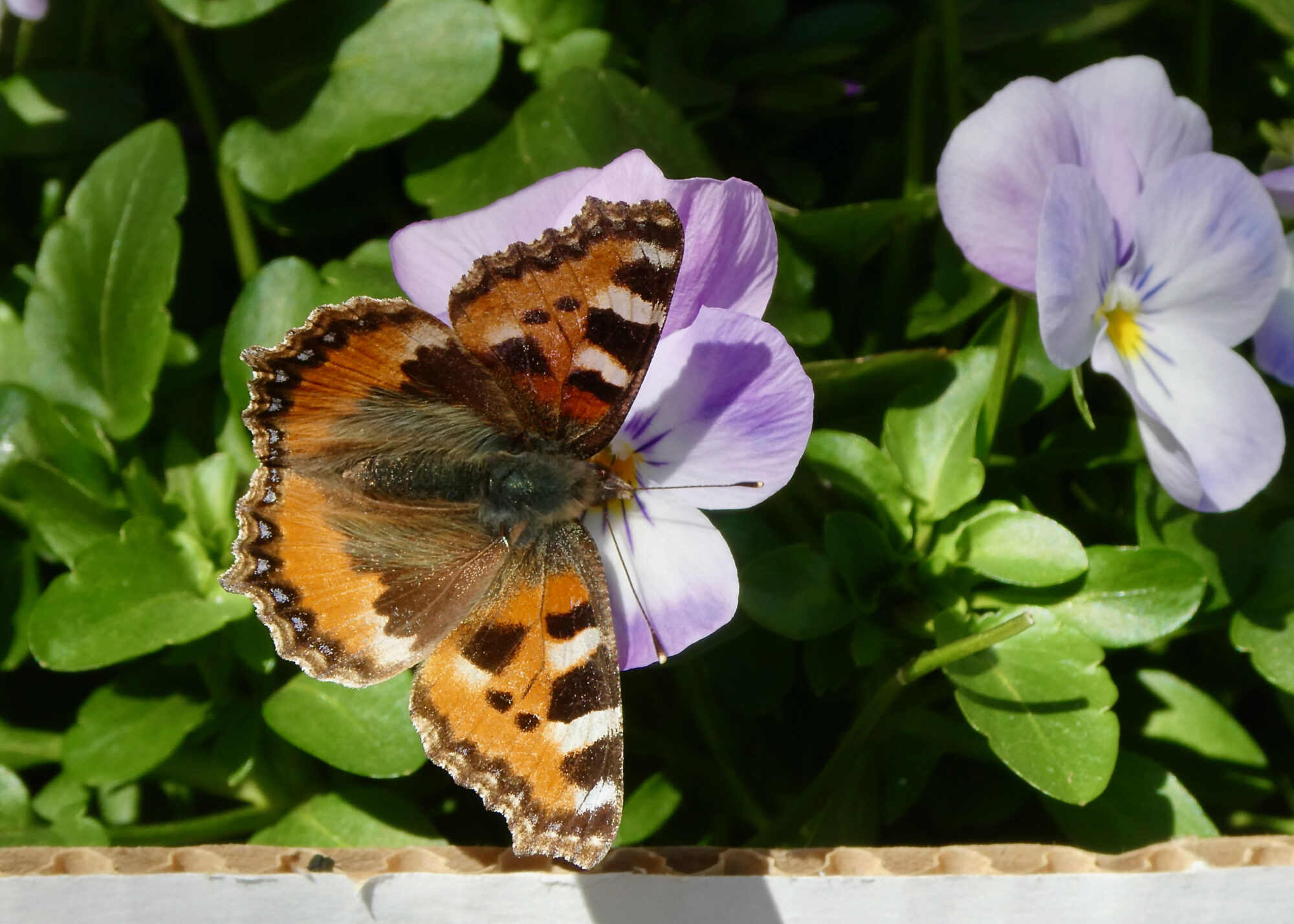 Valokuvaaja: Liisa Niiva-Korpela