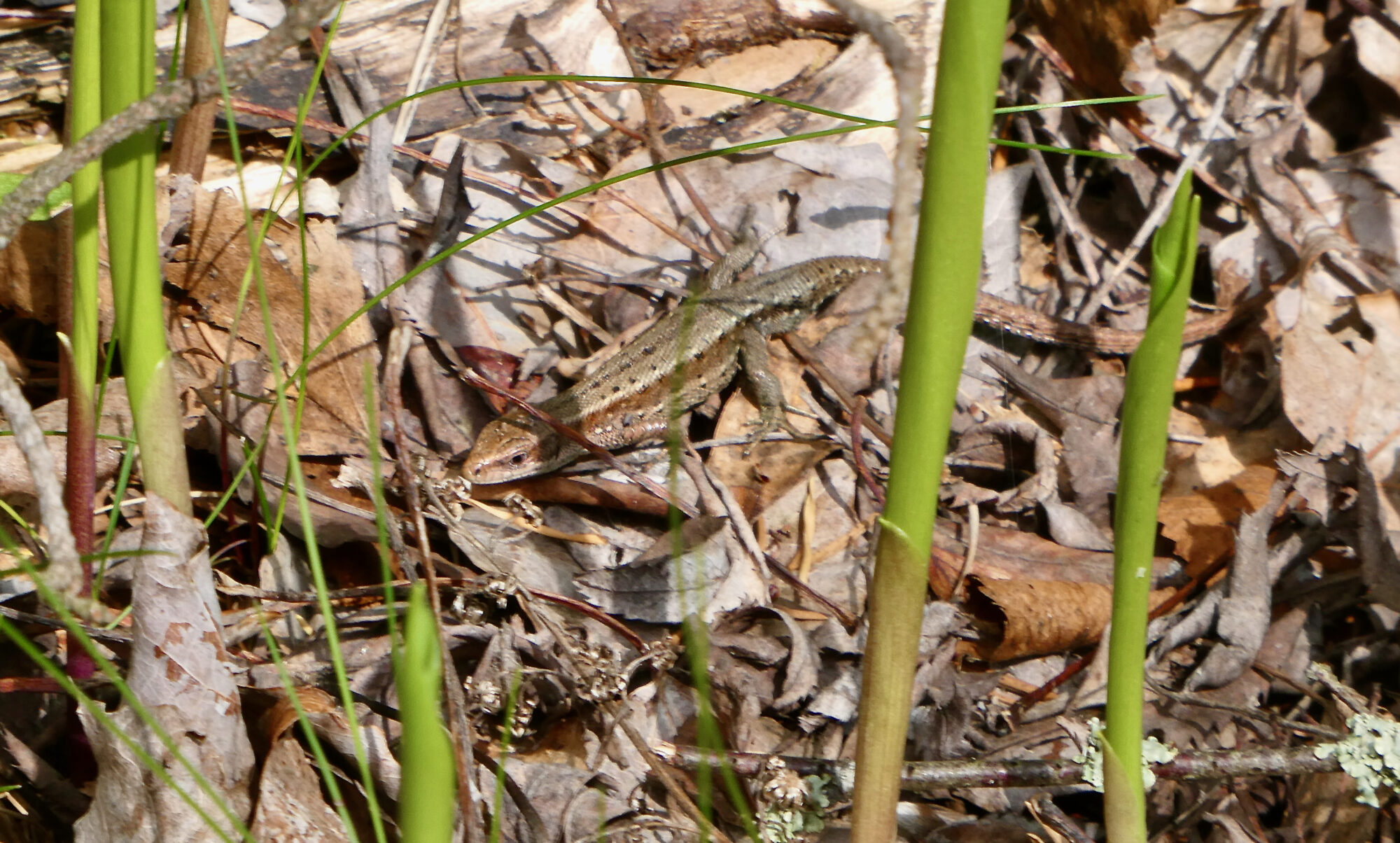 Valokuvaaja: Liisa Niiva-Korpela