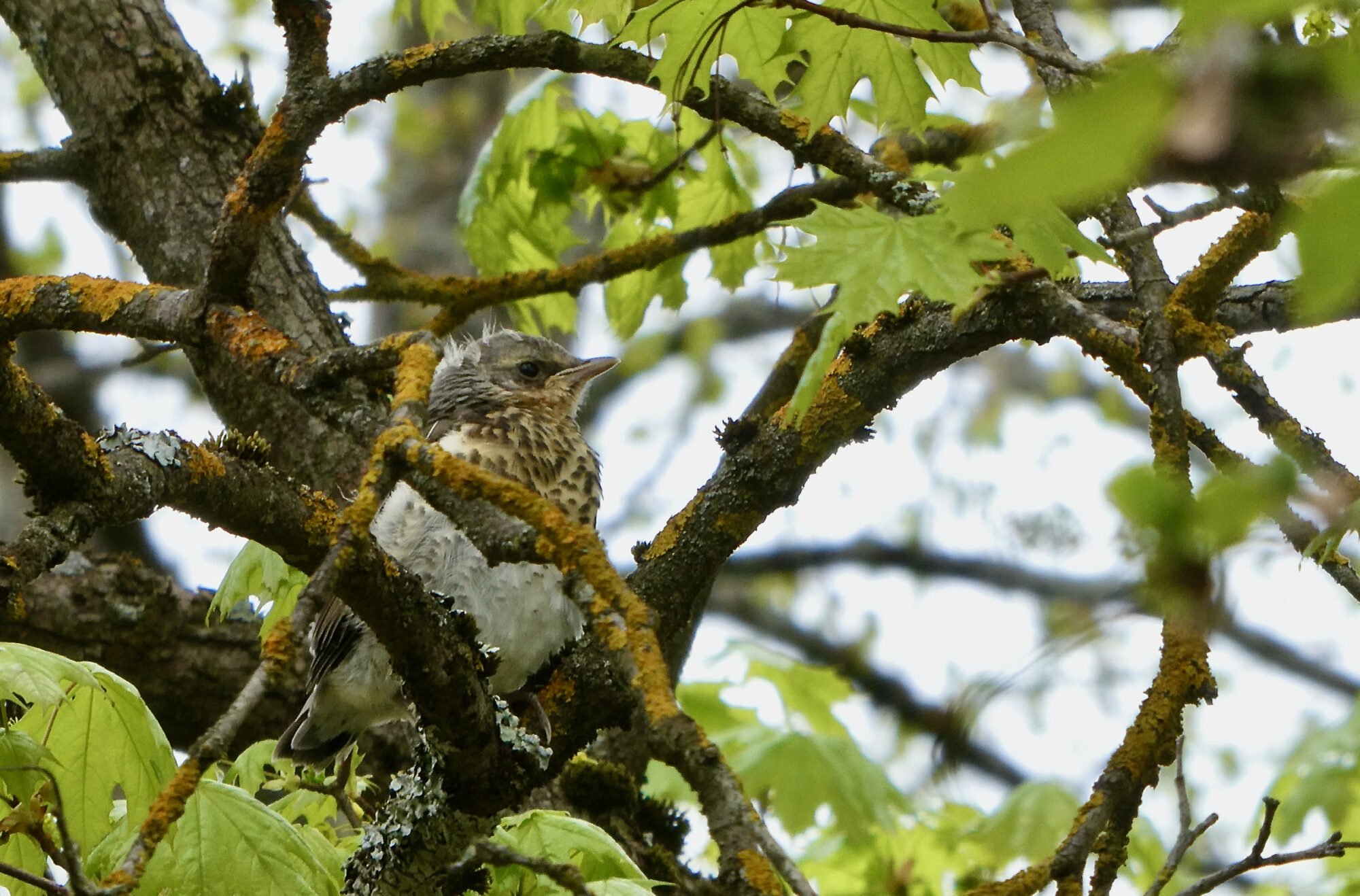 Valokuvaaja: Liisa Niiva-Korpela