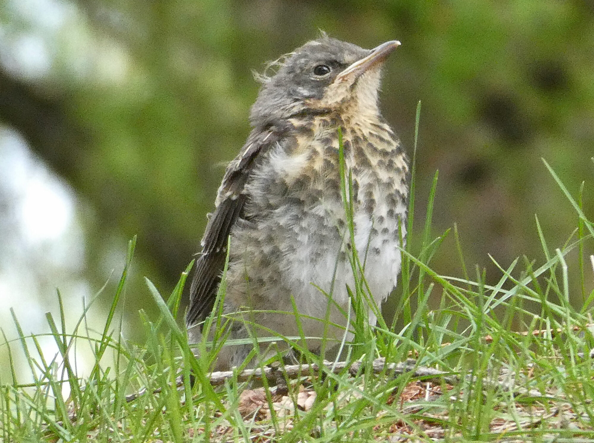 Valokuvaaja: Liisa Niiva-Korpela