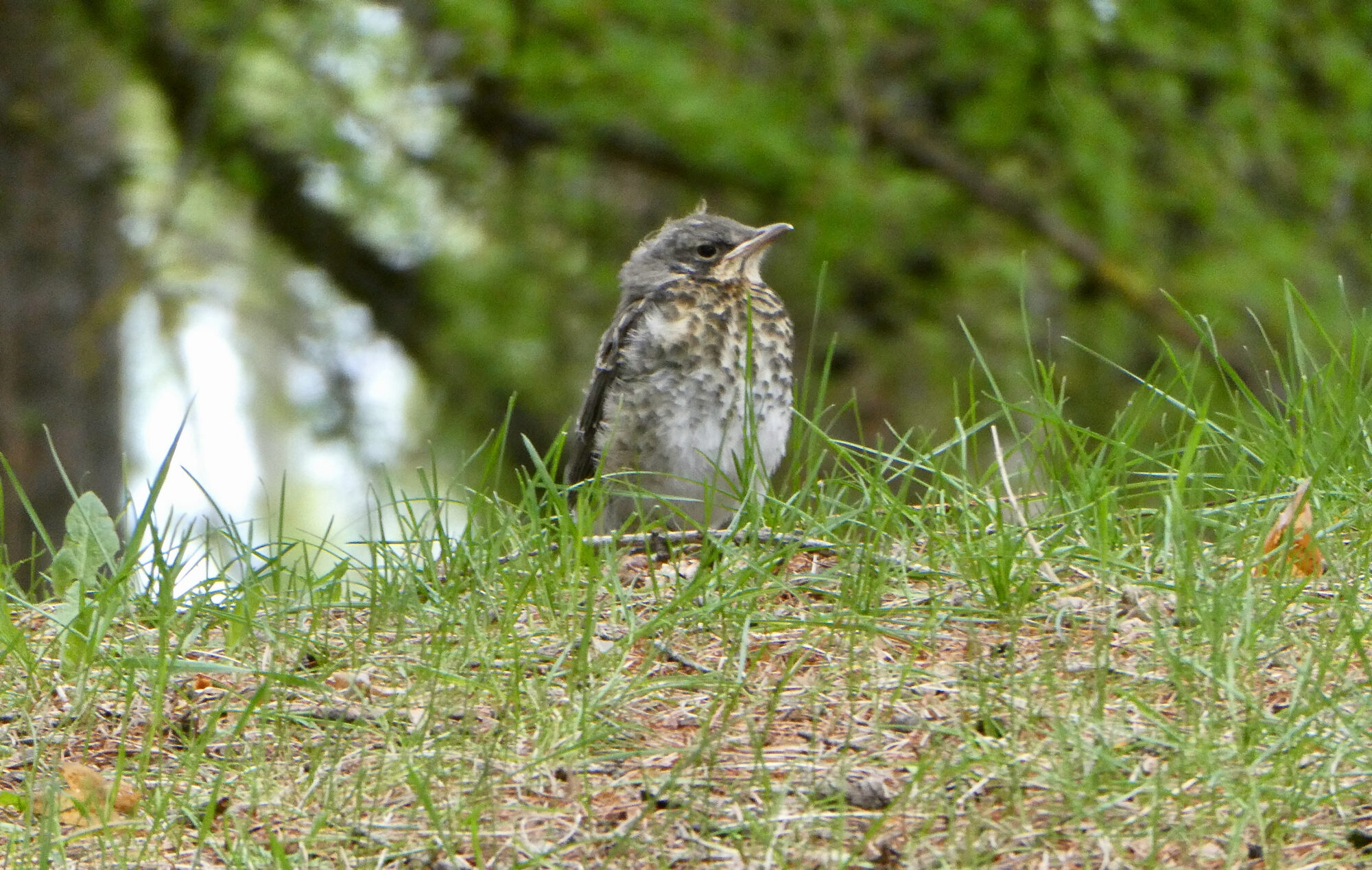 Valokuvaaja: Liisa Niiva-Korpela
