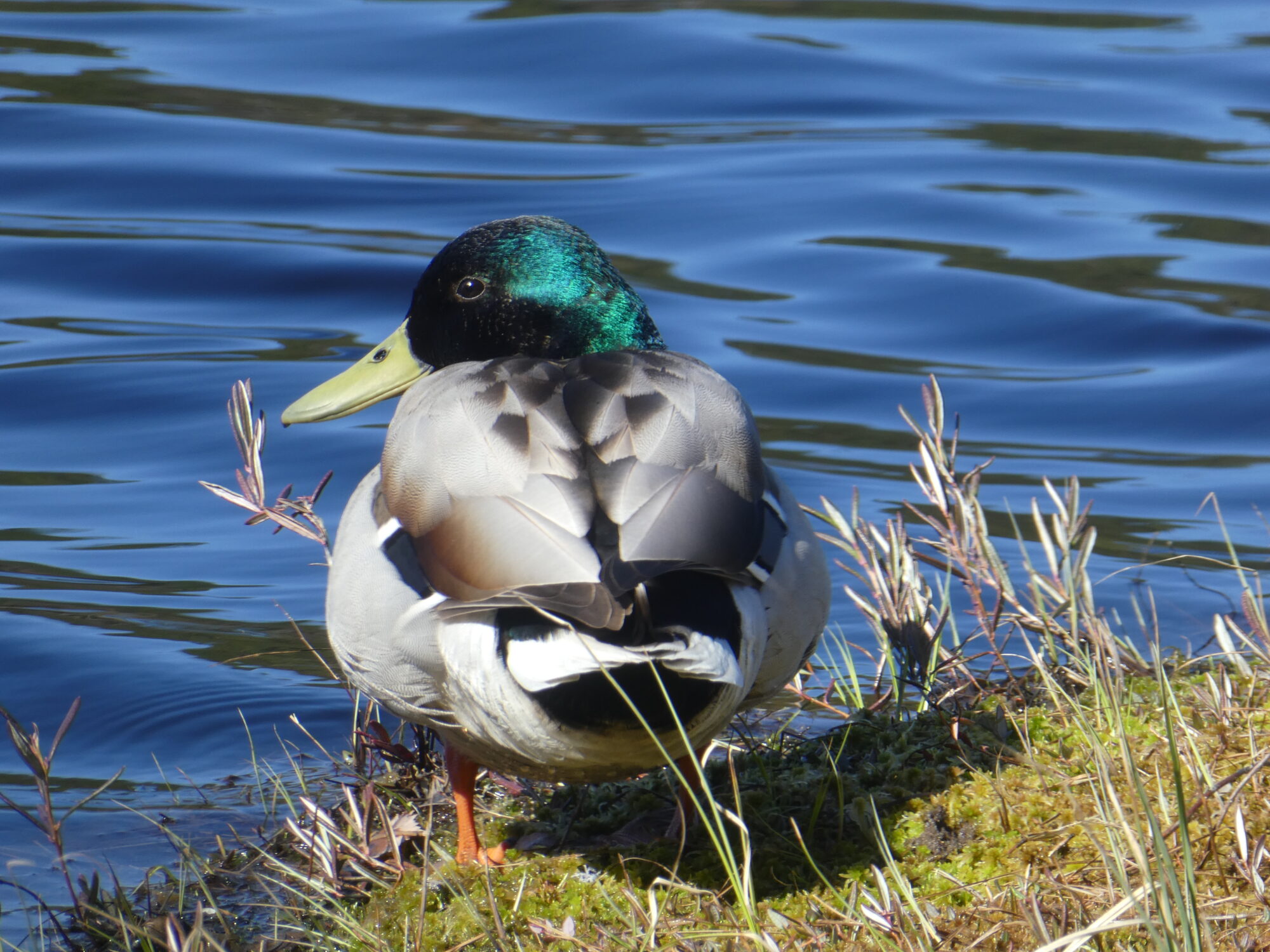 Valokuvaaja: Anja Mustamaa Valokuvaaja: Anja Mustamaa
