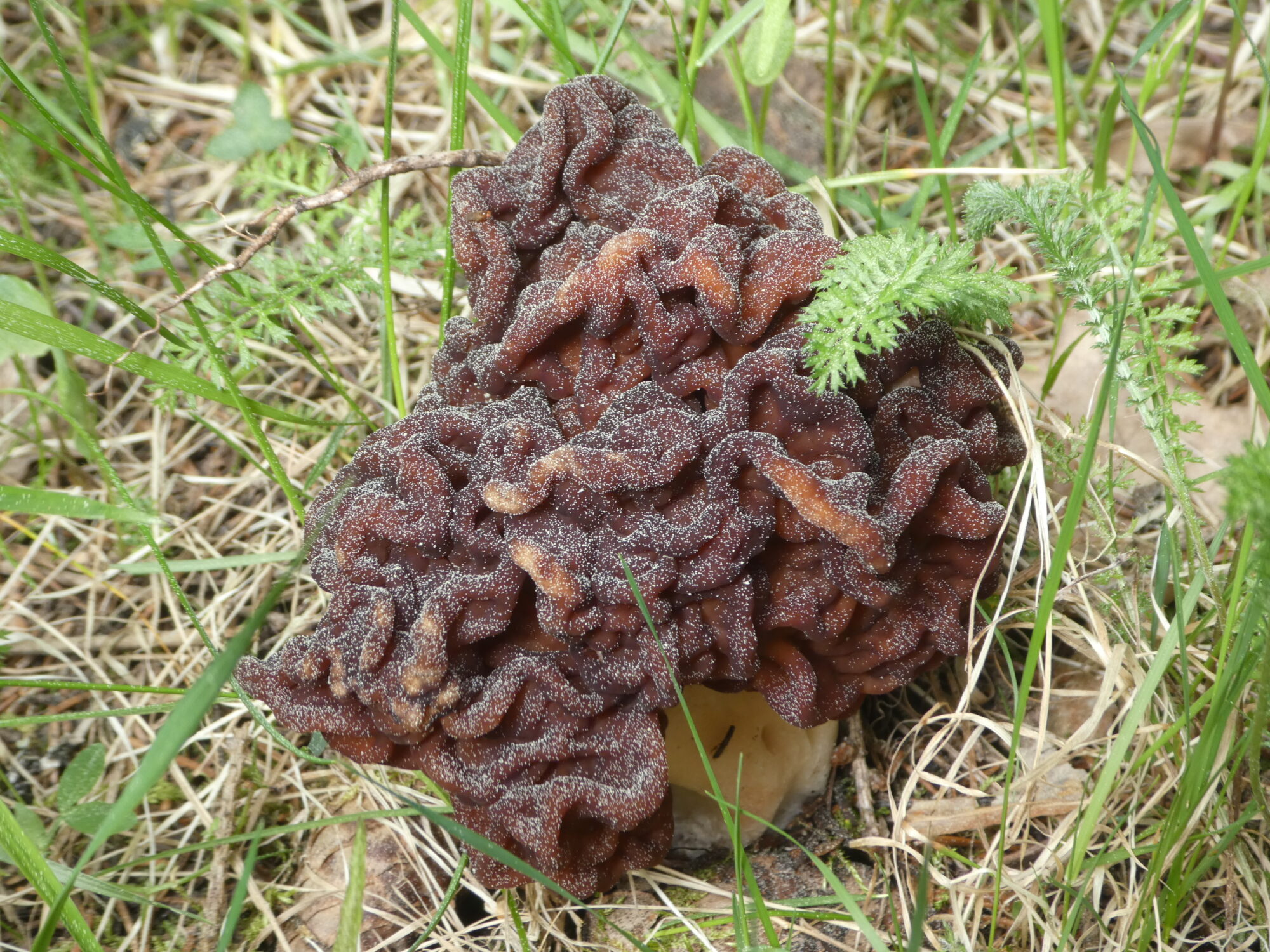 Valokuvaaja: Anja Mustamaa