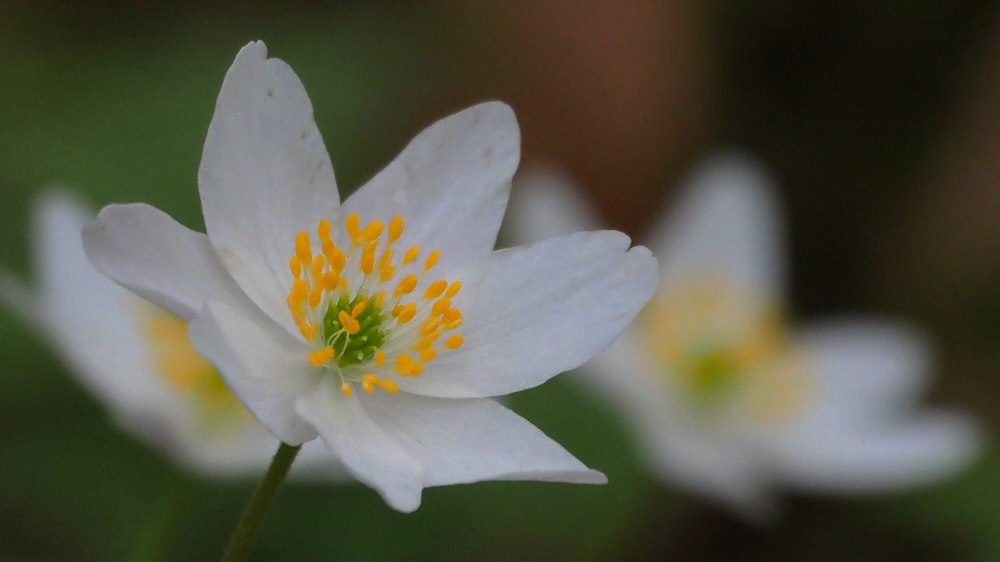 Valokuvaaja: Arja Valtonen