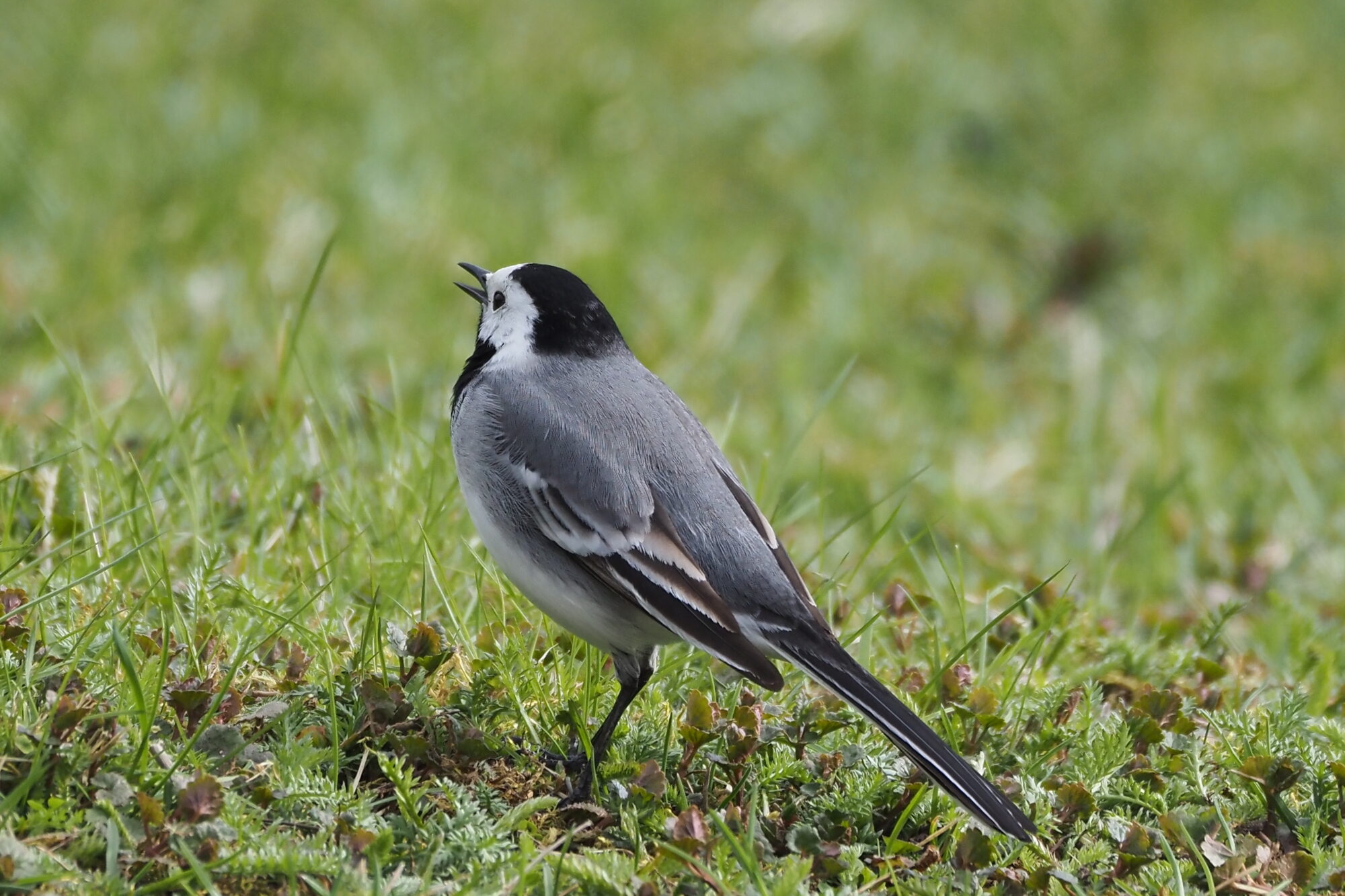 Valokuvaaja: Arja Valtonen