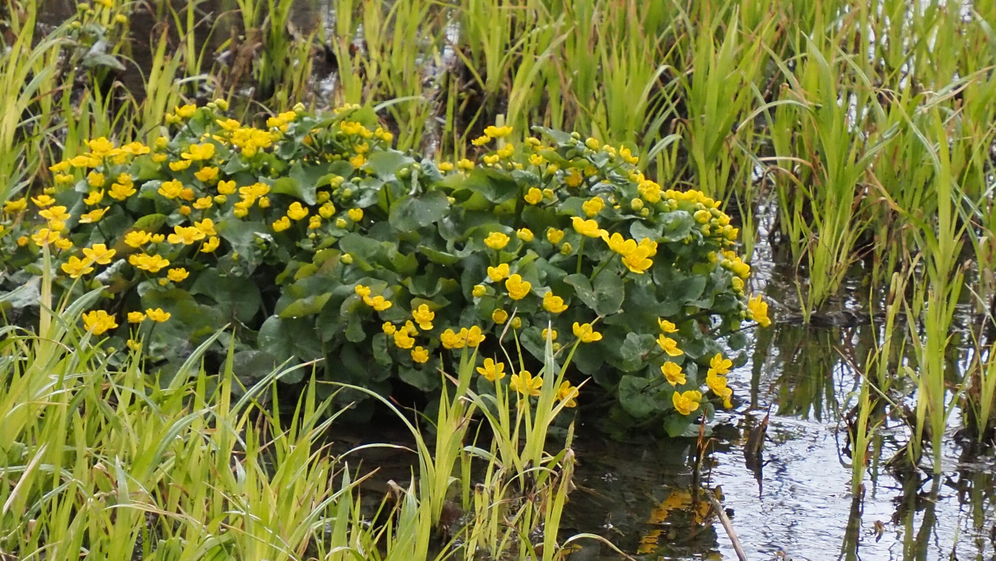 Valokuvaaja: Arja Valtonen