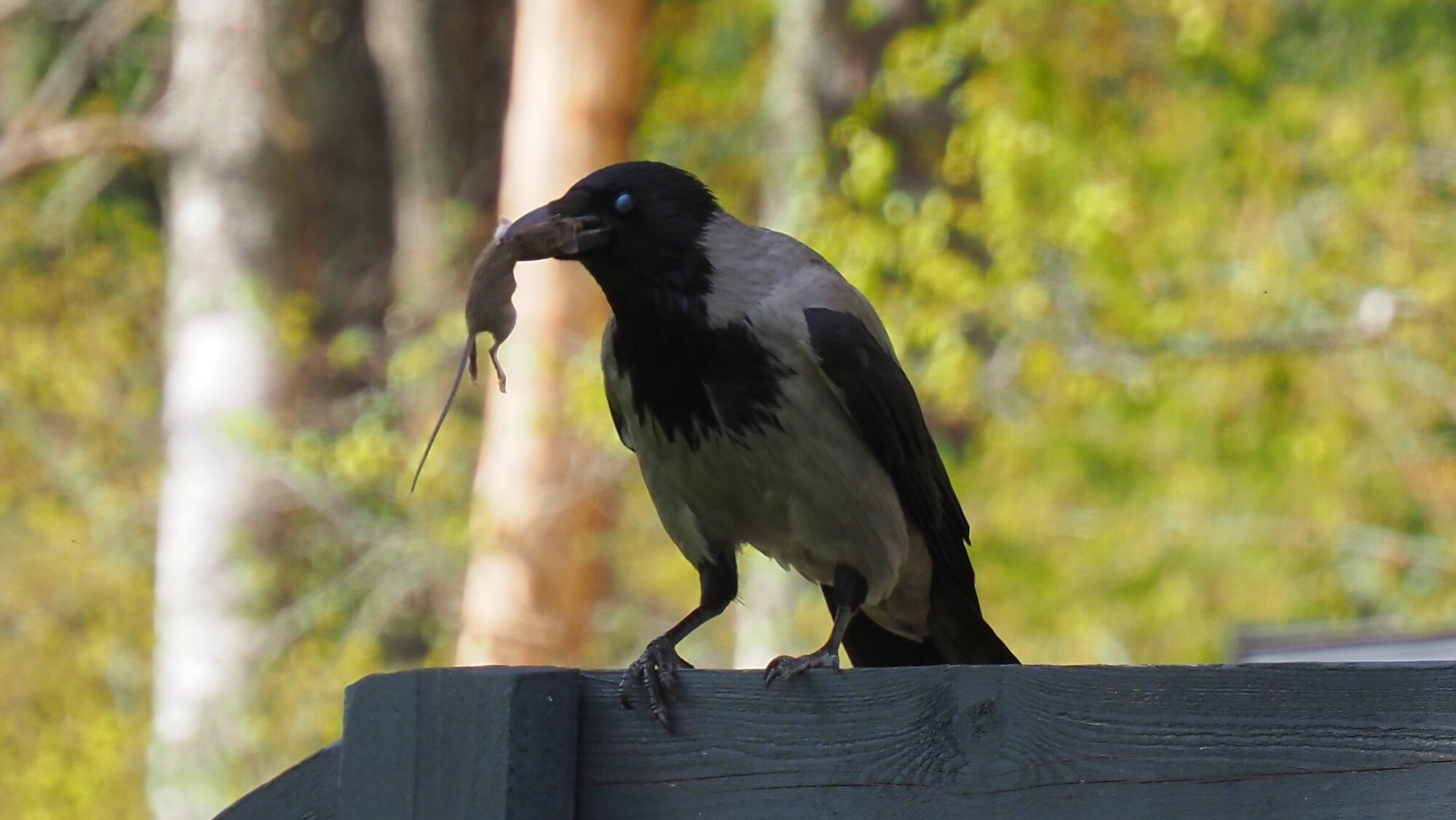 Valokuvaaja: Arja Valtonen