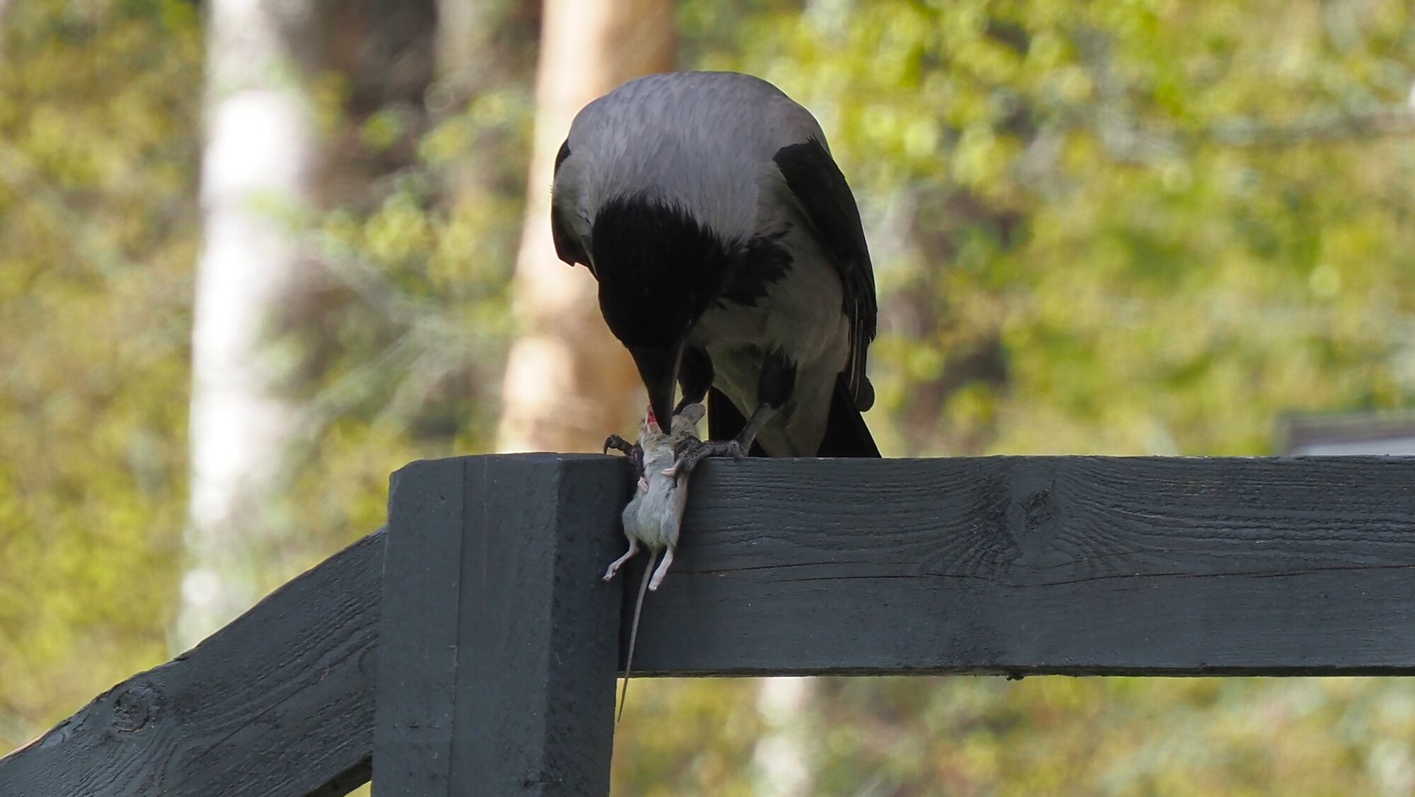 Valokuvaaja: Arja Valtonen