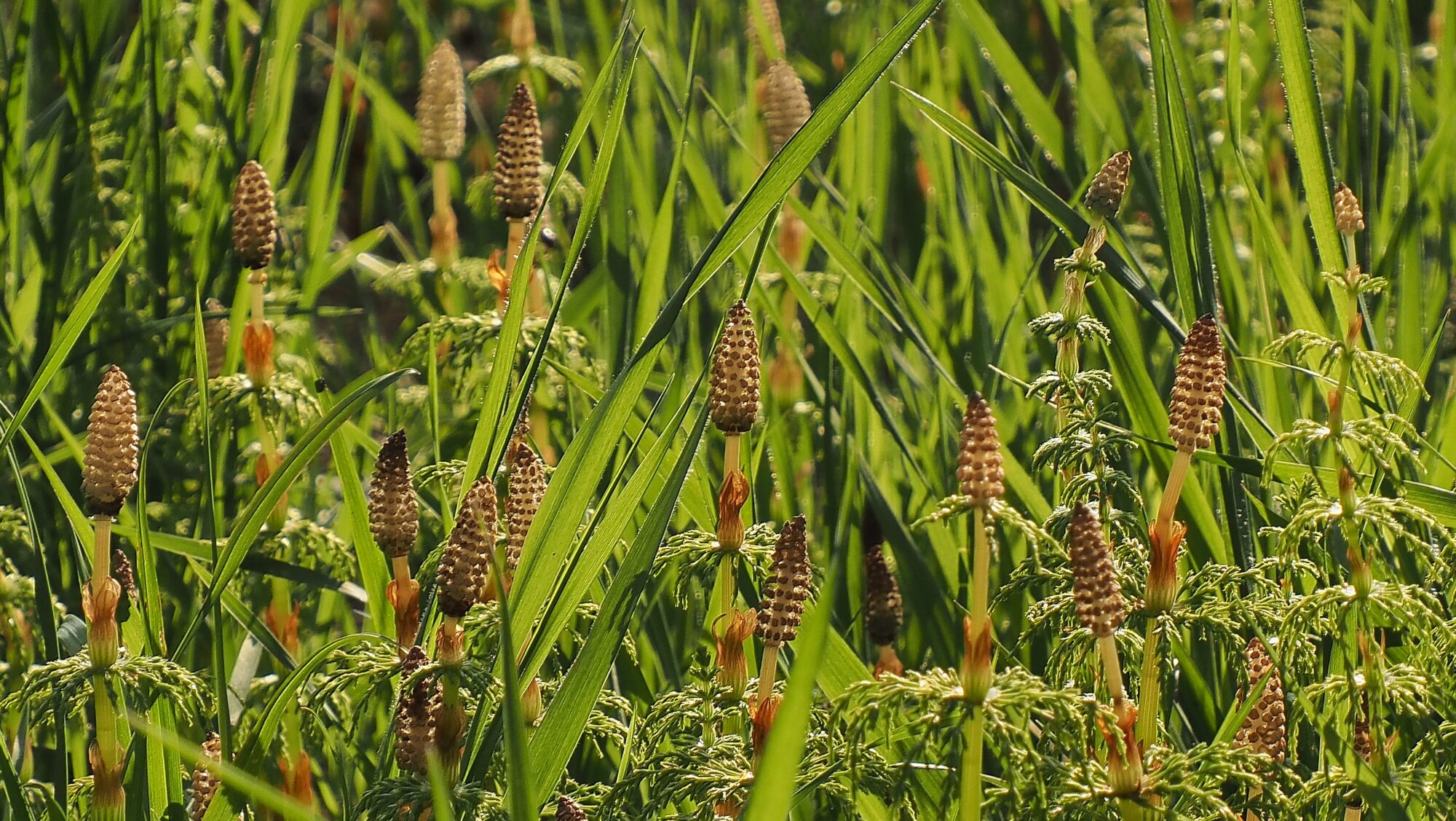 Valokuvaaja: Arja Valtonen