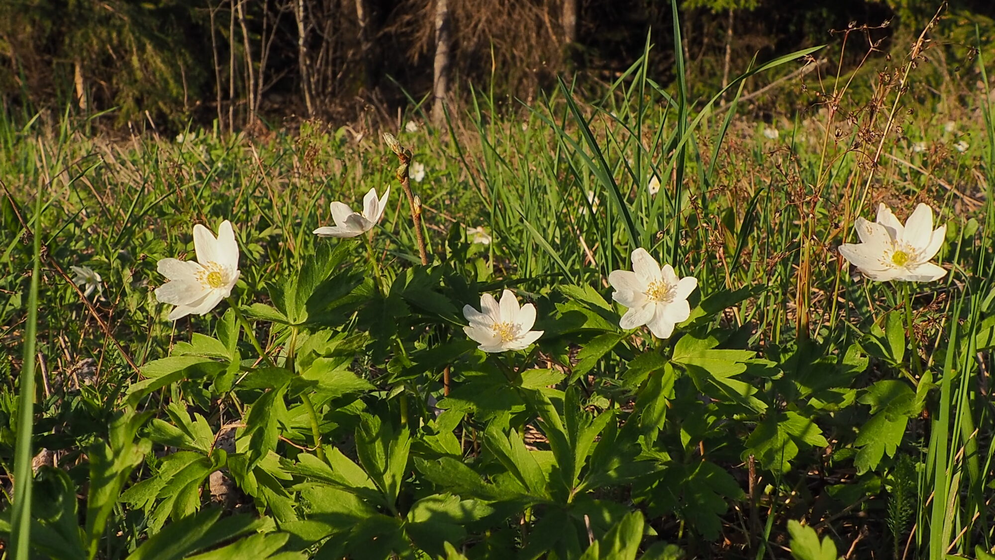 Valokuvaaja: Martti Valtonen