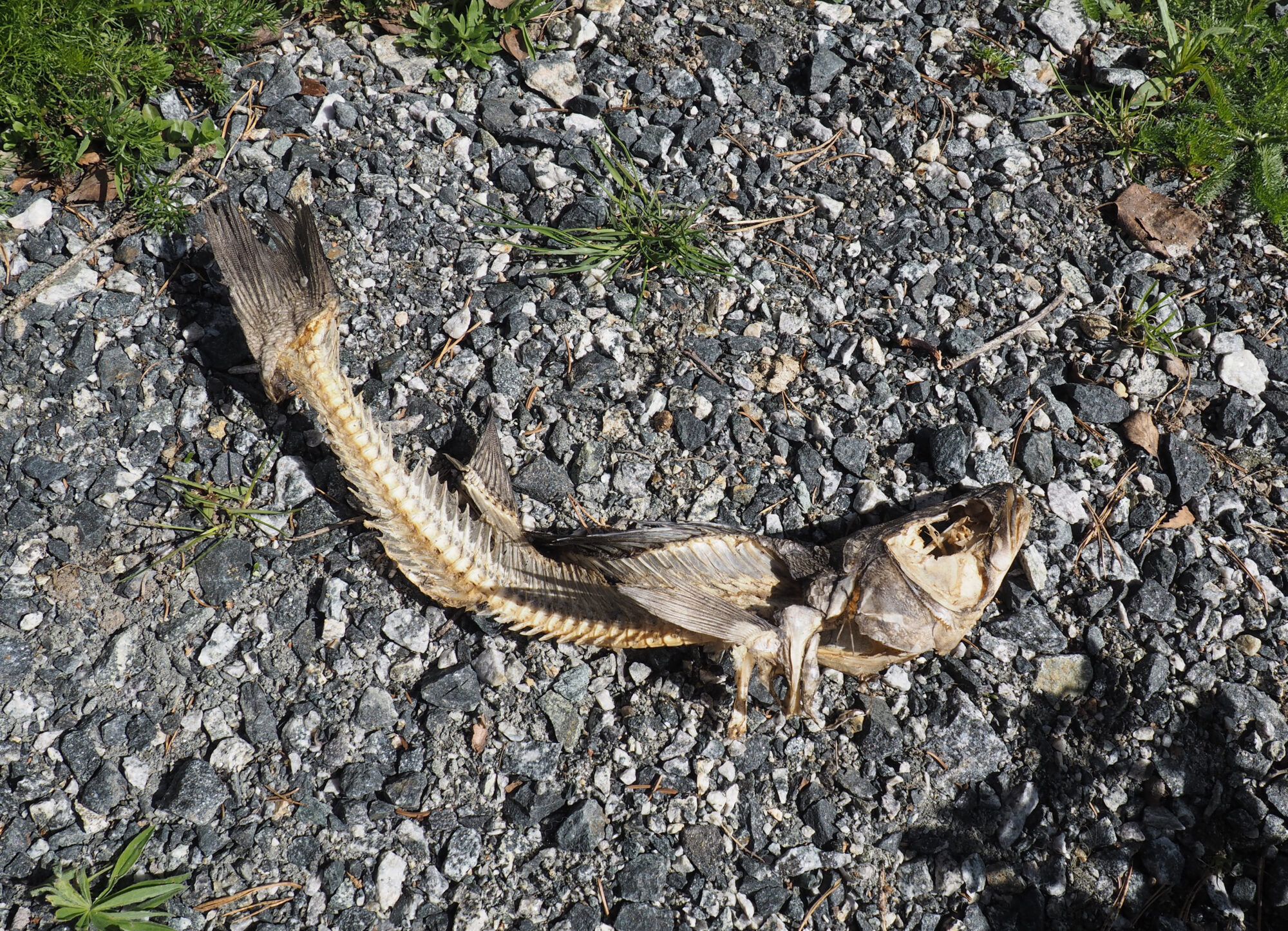 Valokuvaaja: Toni Asikainen