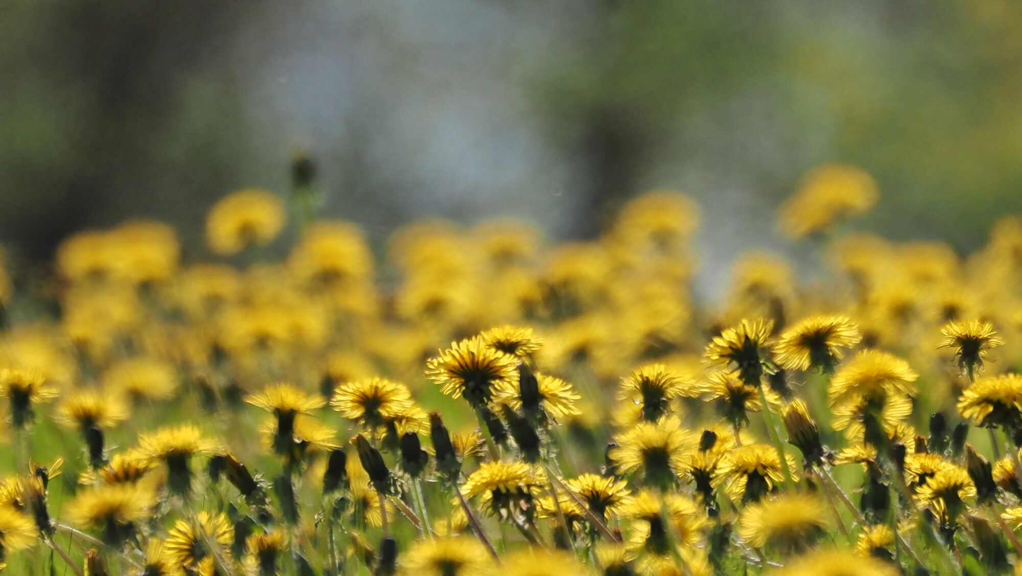 Valokuvaaja: Arja Valtonen