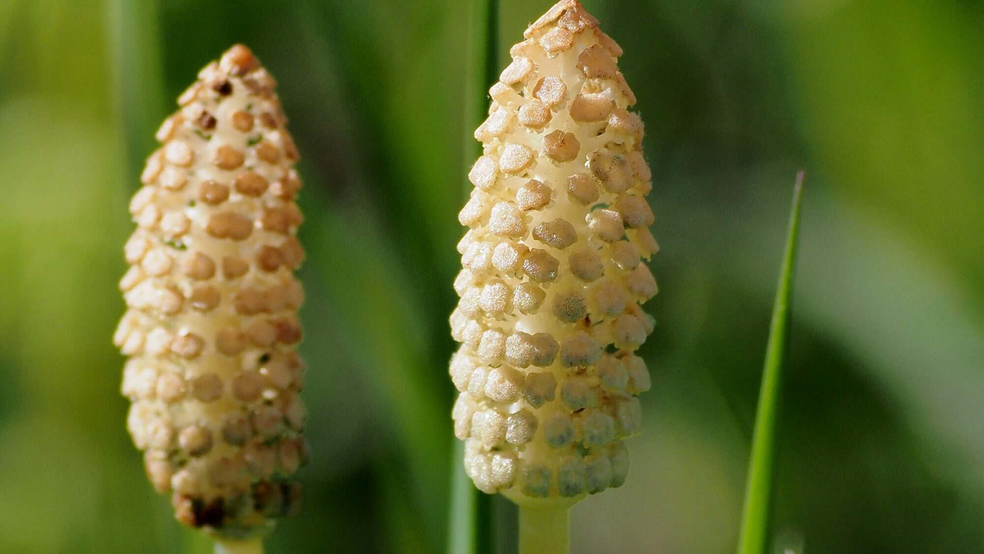 Valokuvaaja: Arja Valtonen