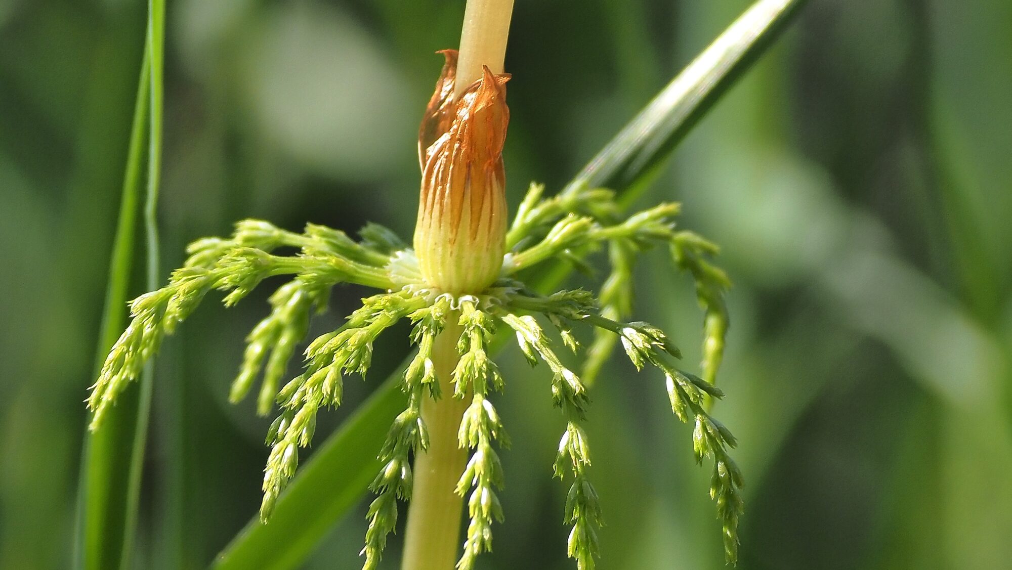 Valokuvaaja: Arja Valtonen
