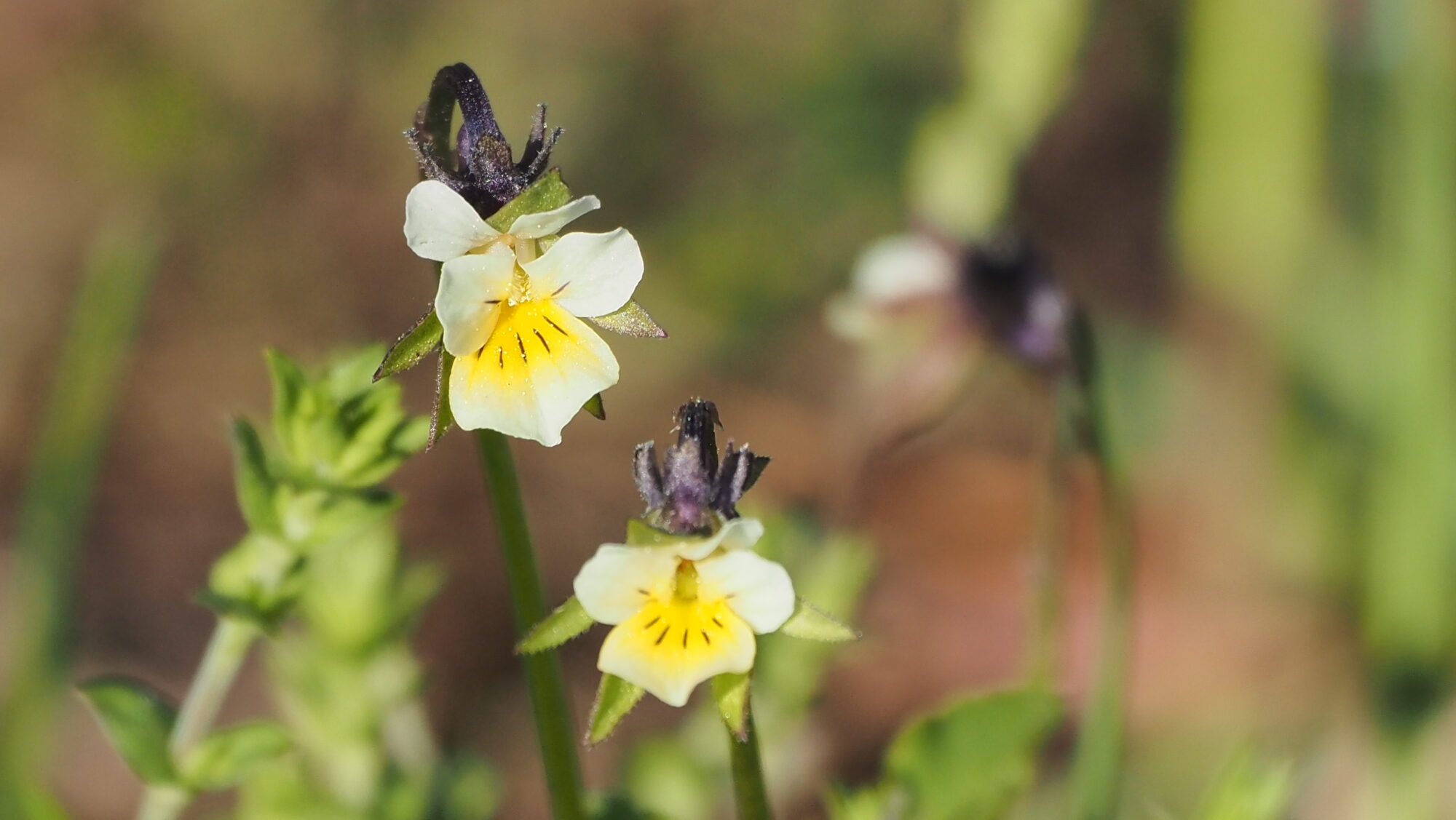 Valokuvaaja: Arja Valtonen