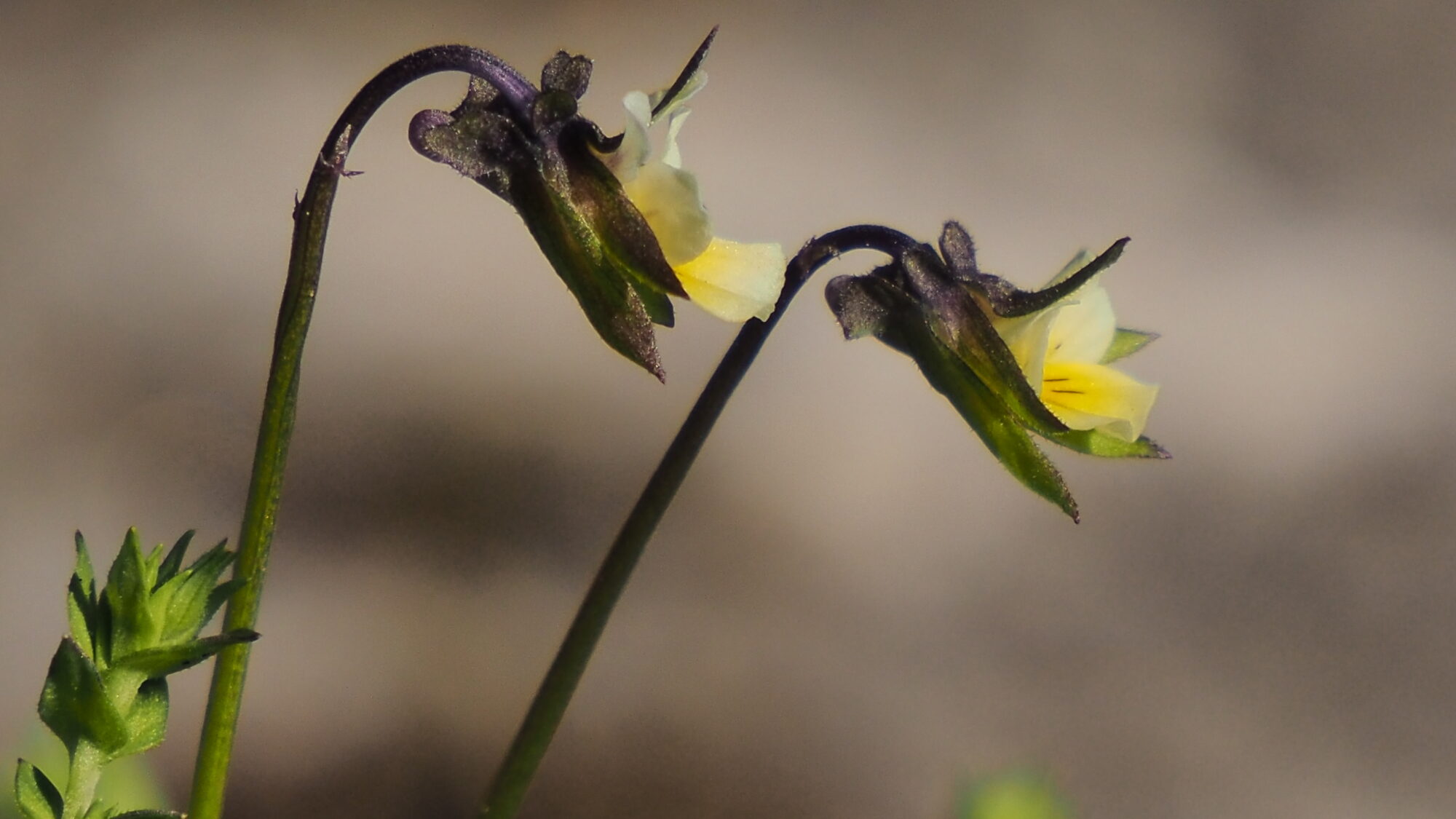 Valokuvaaja: Martti Valtonen