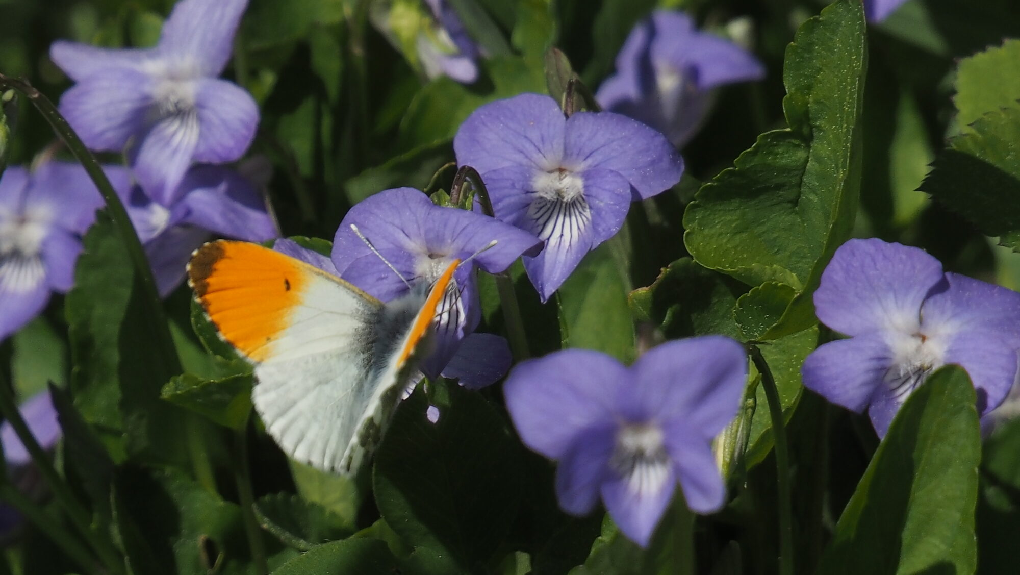 Valokuvaaja: Arja Valtonen