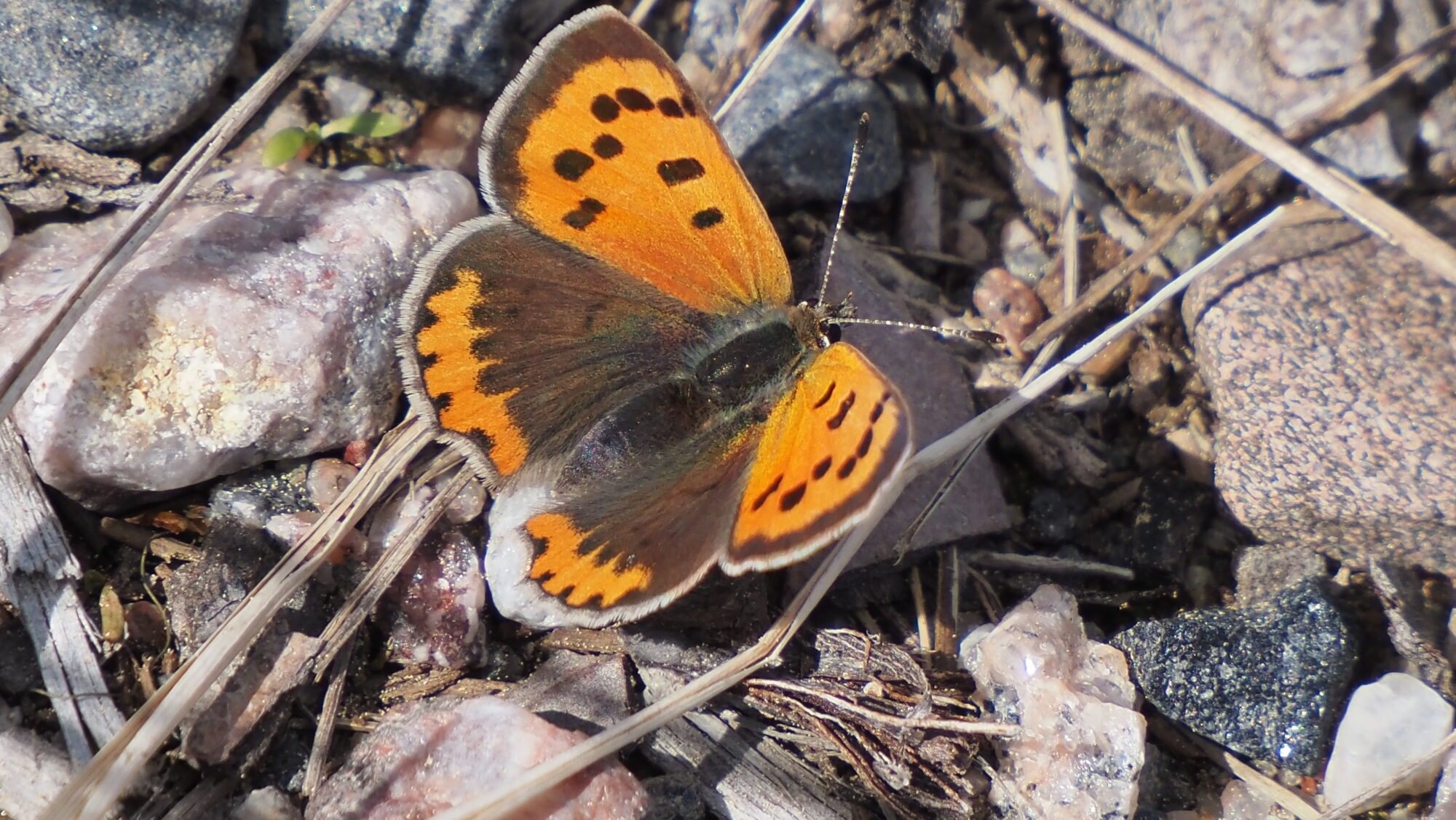 Valokuvaaja: Arja Valtonen