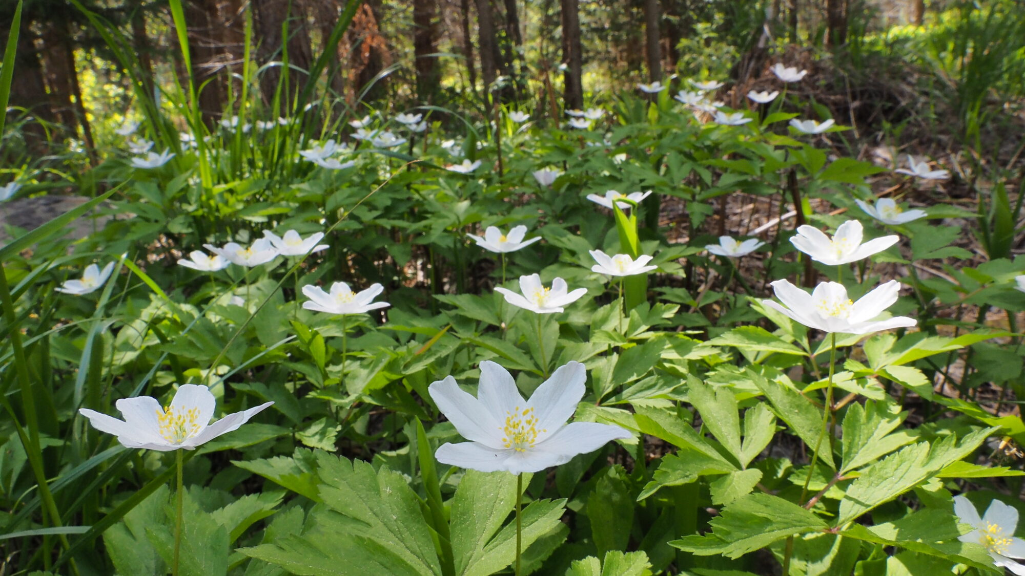 Valokuvaaja: Martti Valtonen