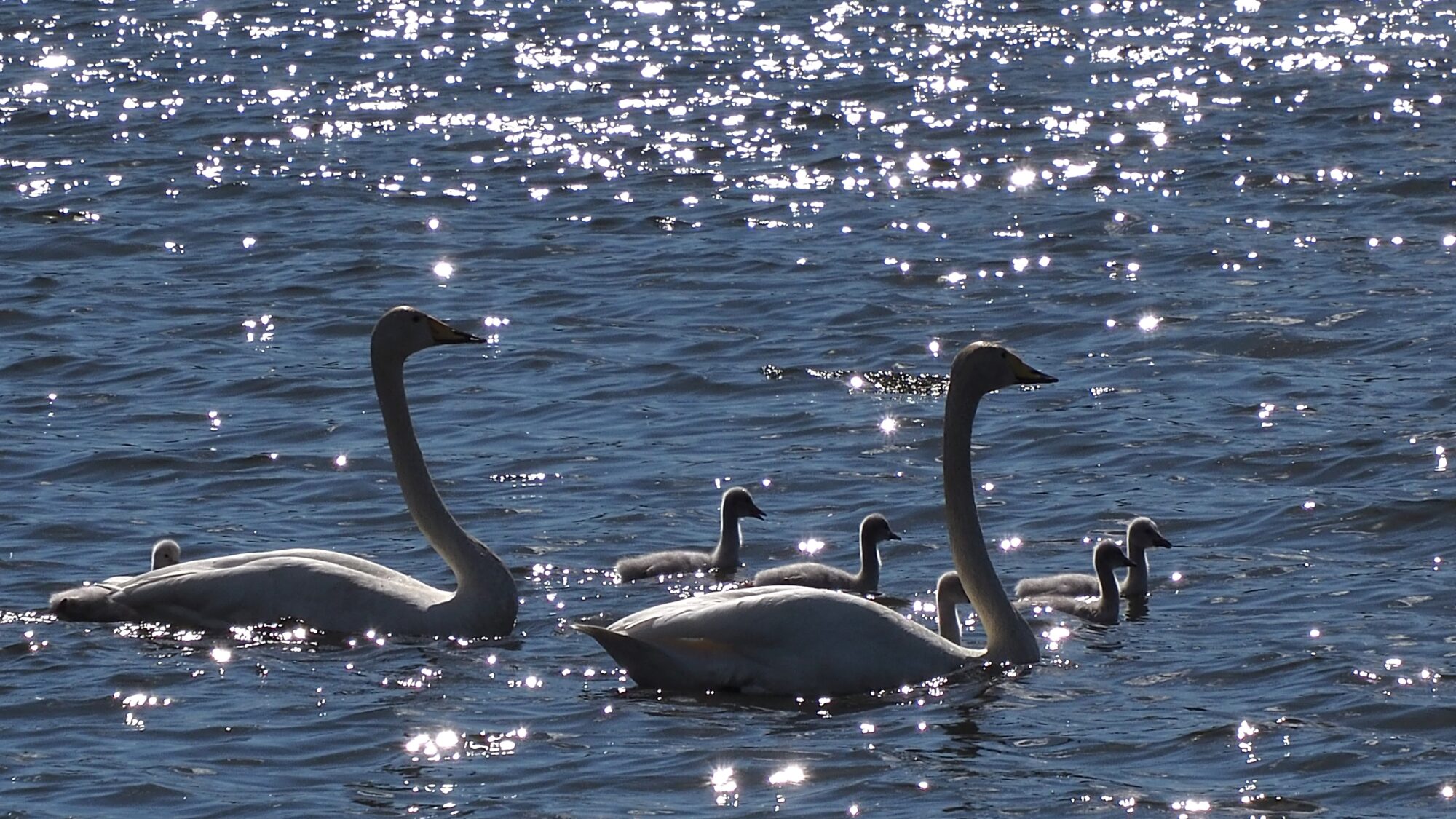 Valokuvaaja: Martti Valtonen