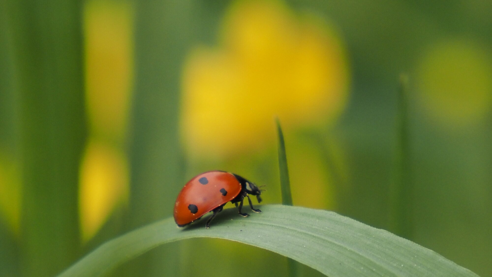 Valokuvaaja: Arja Valtonen