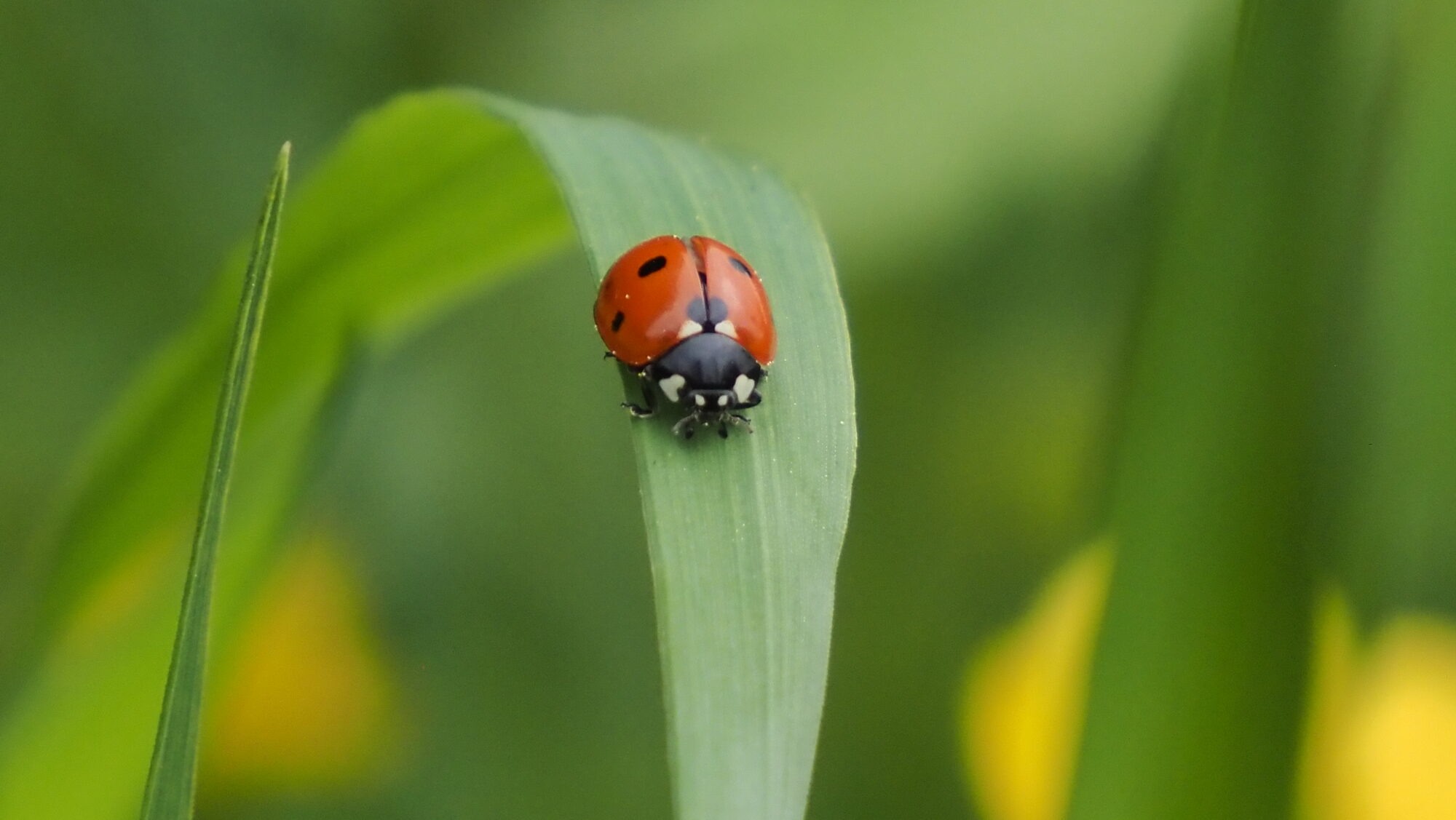Valokuvaaja: Arja Valtonen