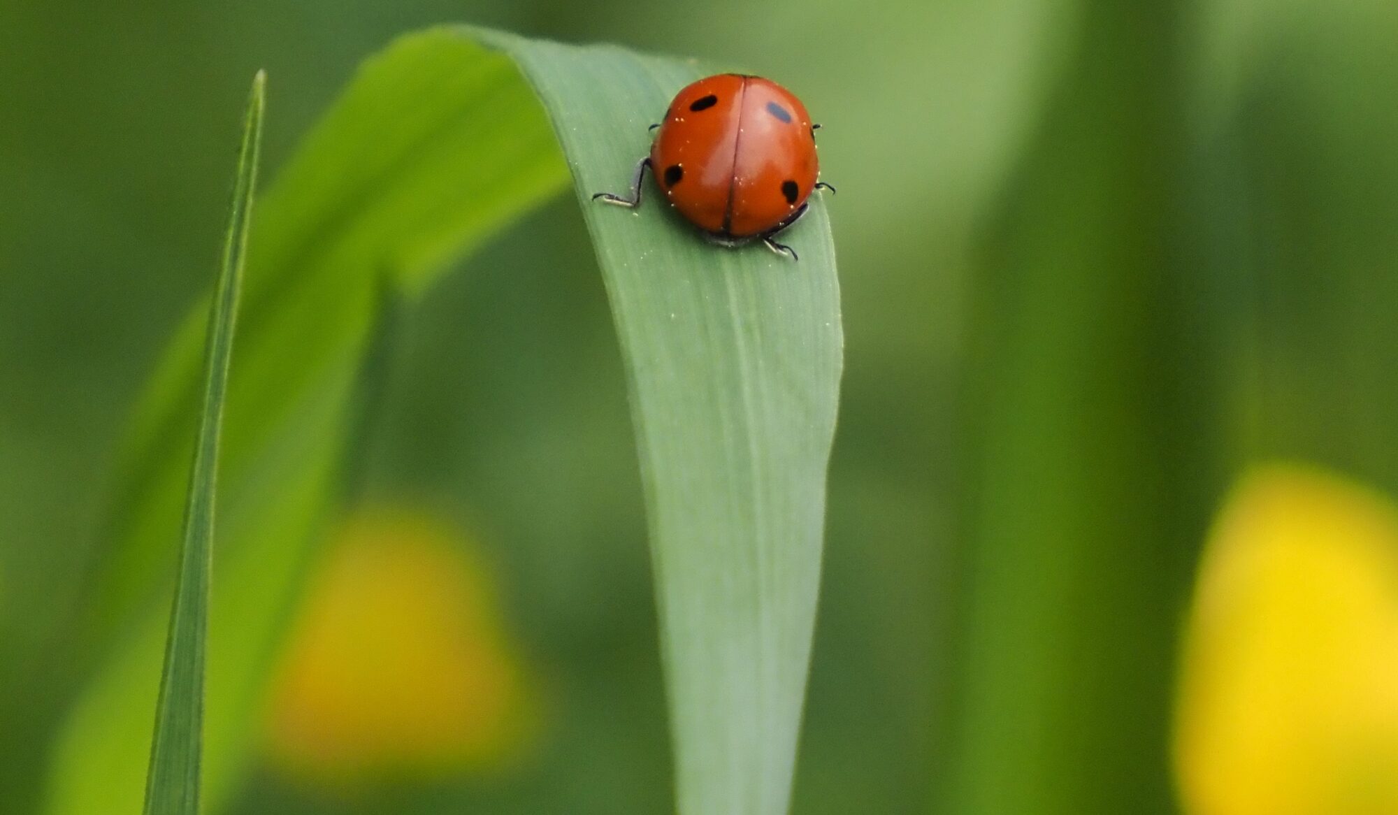 Valokuvaaja: Arja Valtonen