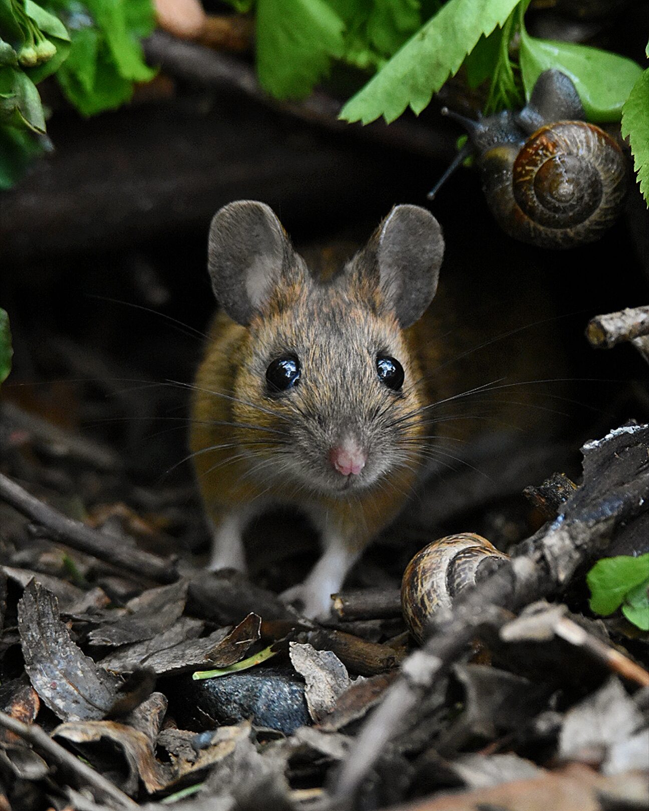 Valokuvaaja: Olli Inkinen / @eraopa_s_wildlife_photography