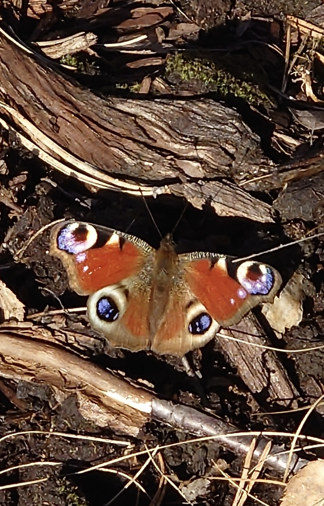 Valokuvaaja: Jouni Roppola