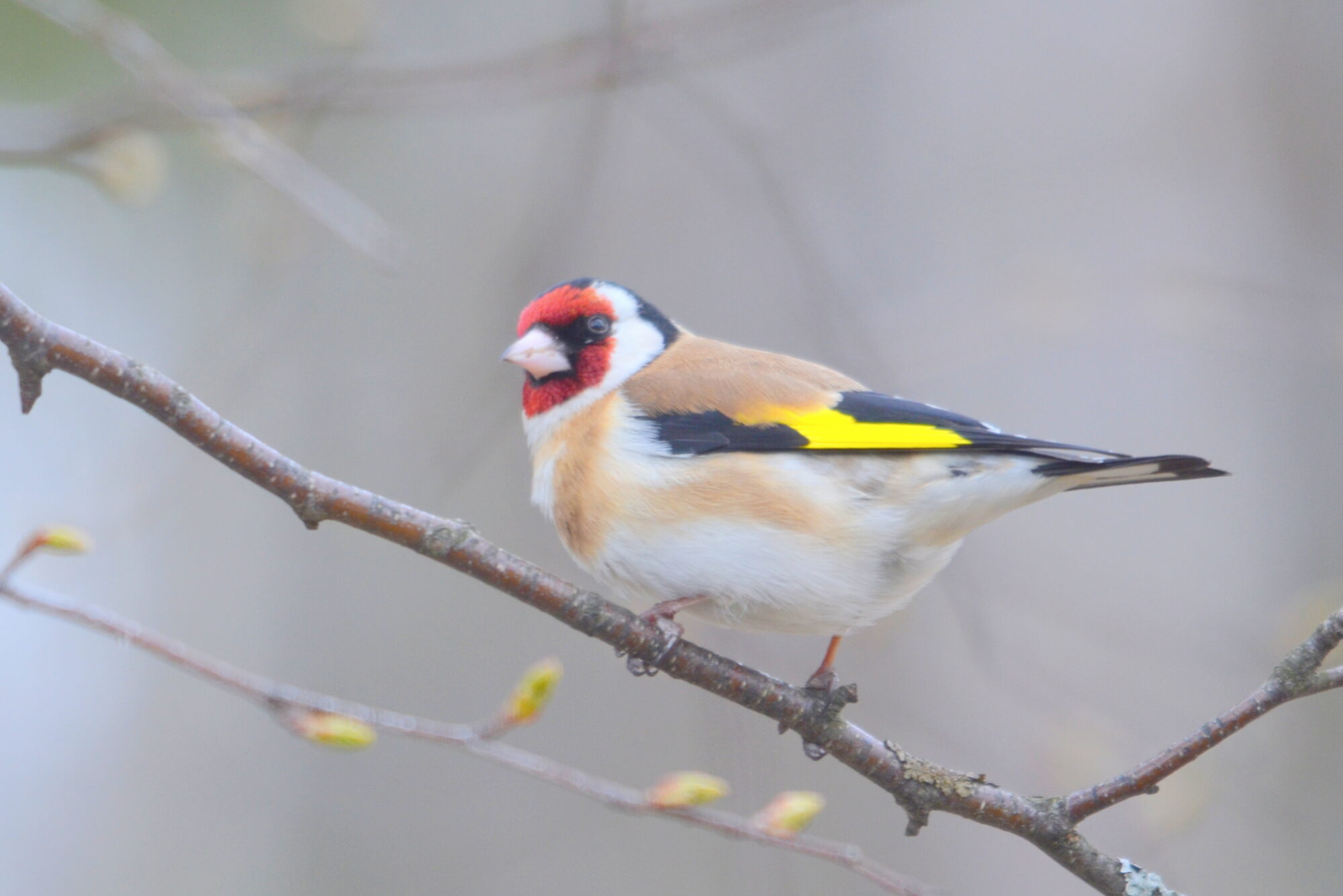 Valokuvaaja: Kaarlo Asikainen Valokuvaaja: Kaarlo Asikainen