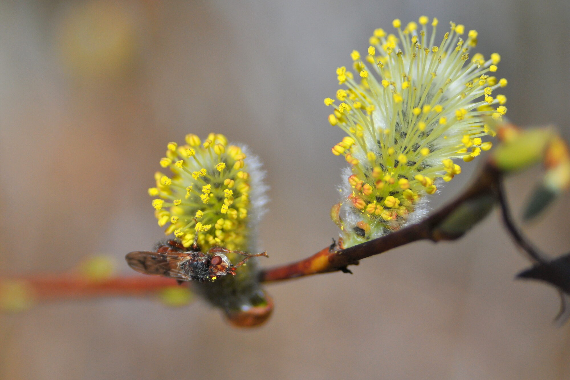 Valokuvaaja: Kaarlo Asikainen