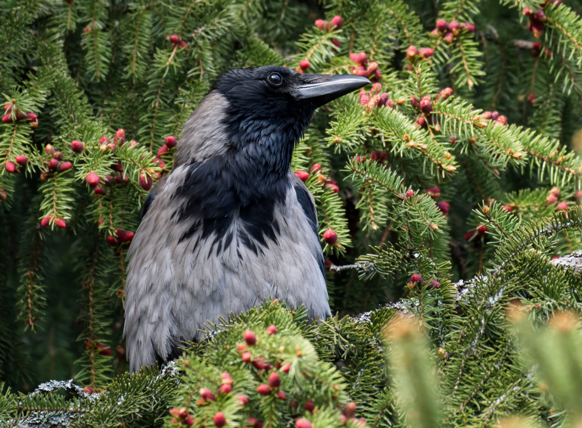 Valokuvaaja: Päivi Kiiskinen-Mustonen