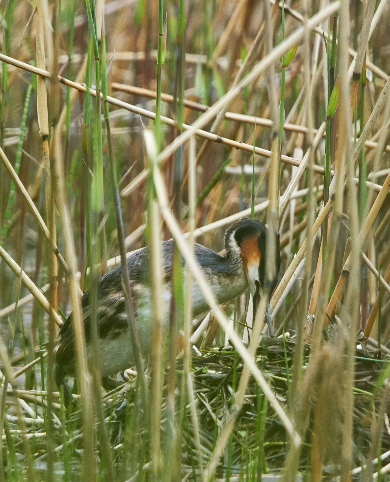 Valokuvaaja: Tarja Kouvo