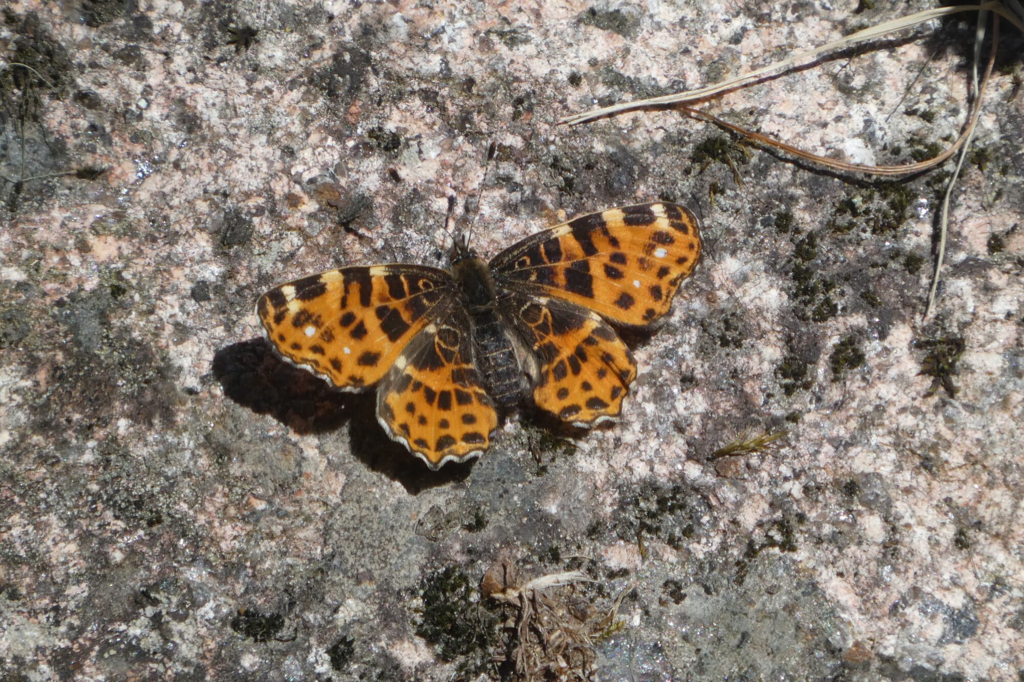 Valokuvaaja: Anja Mustamaa