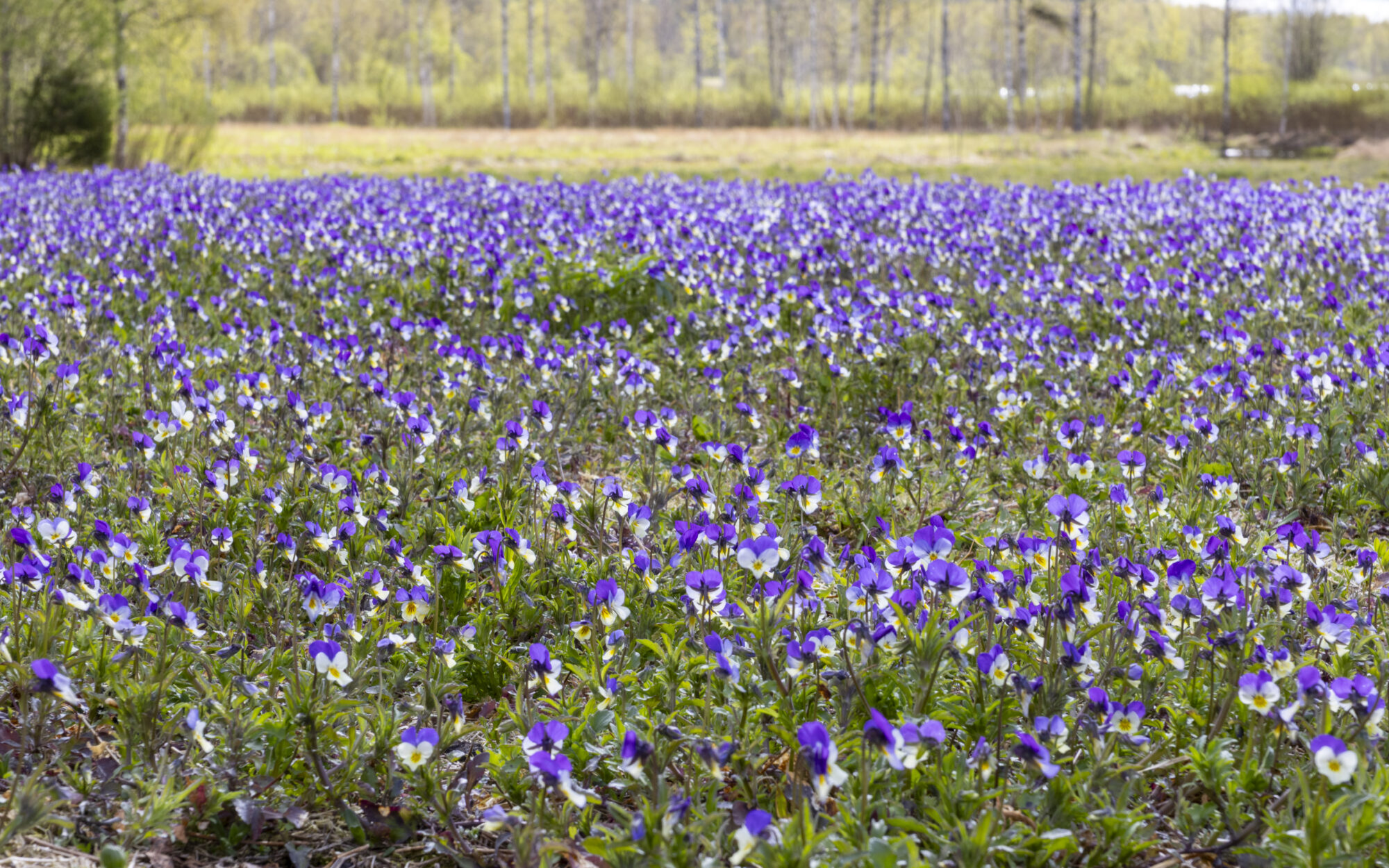 Valokuvaaja: Hannu Tikkanen