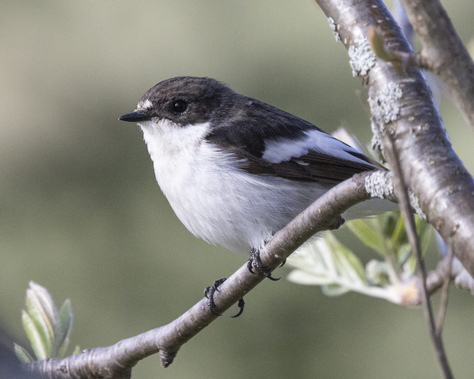 Valokuvaaja: Hannu Tikkanen