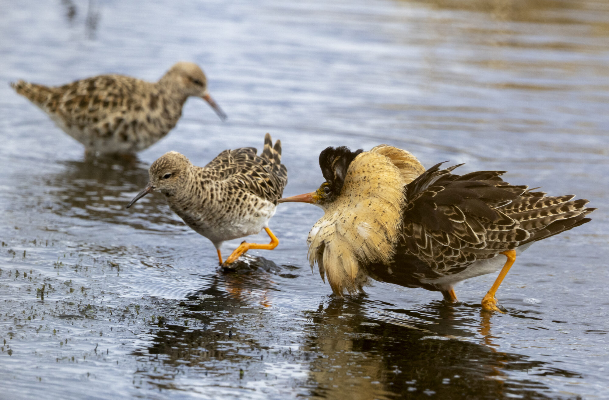 Valokuvaaja: Hannu Tikkanen