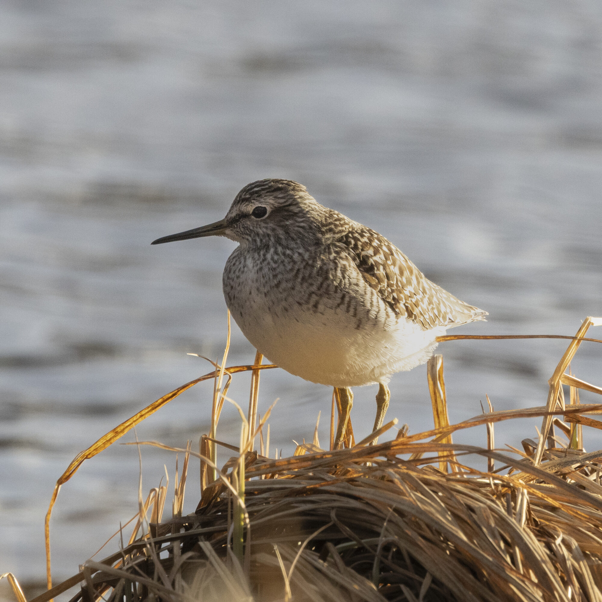 Valokuvaaja: Hannu Tikkanen