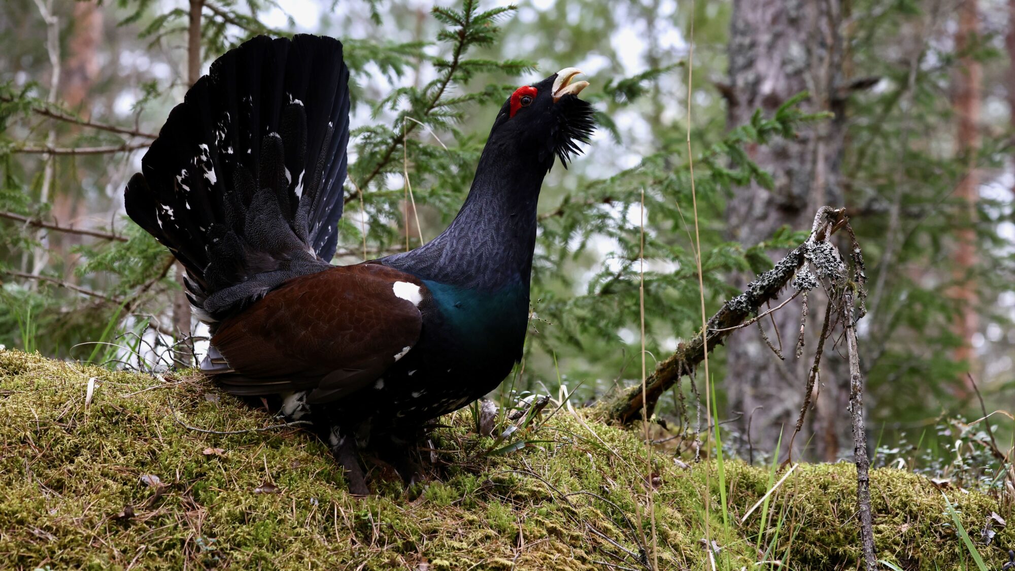 Valokuvaaja: Jaska Halttunen