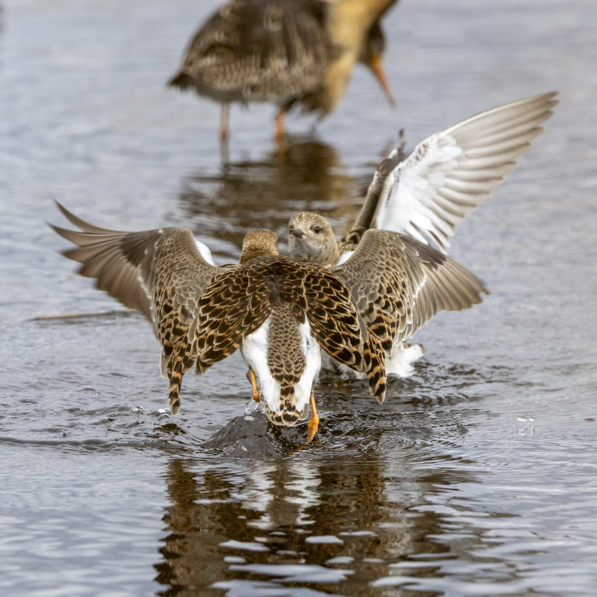 Valokuvaaja: Hannu Tikkanen