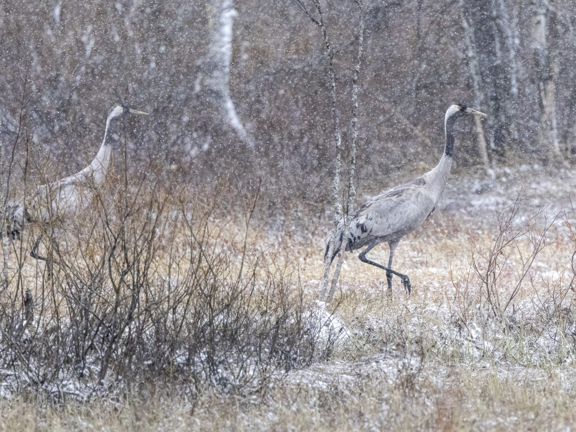 Valokuvaaja: Hannu Tikkanen