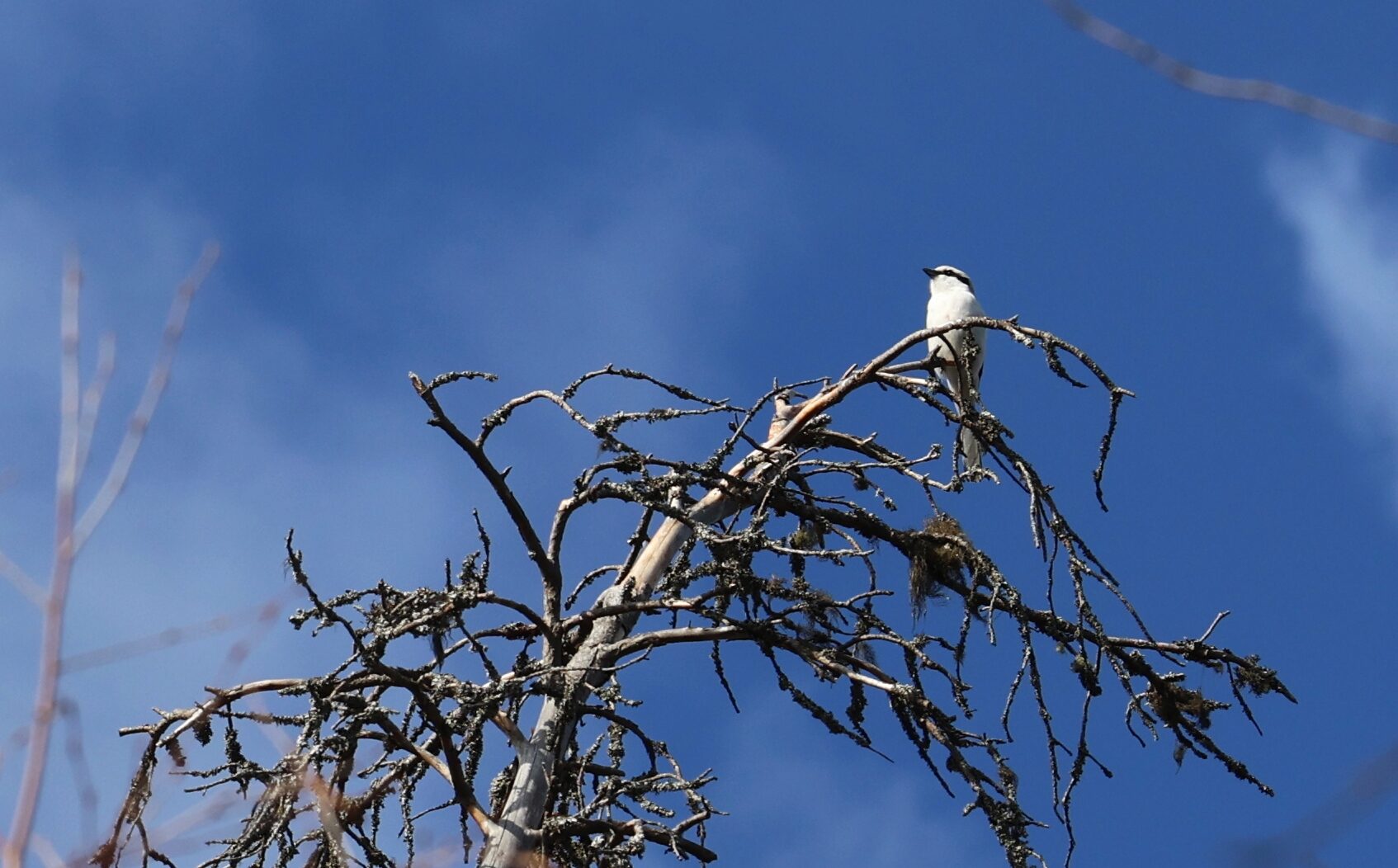Valokuvaaja: Jaana Saarelainen