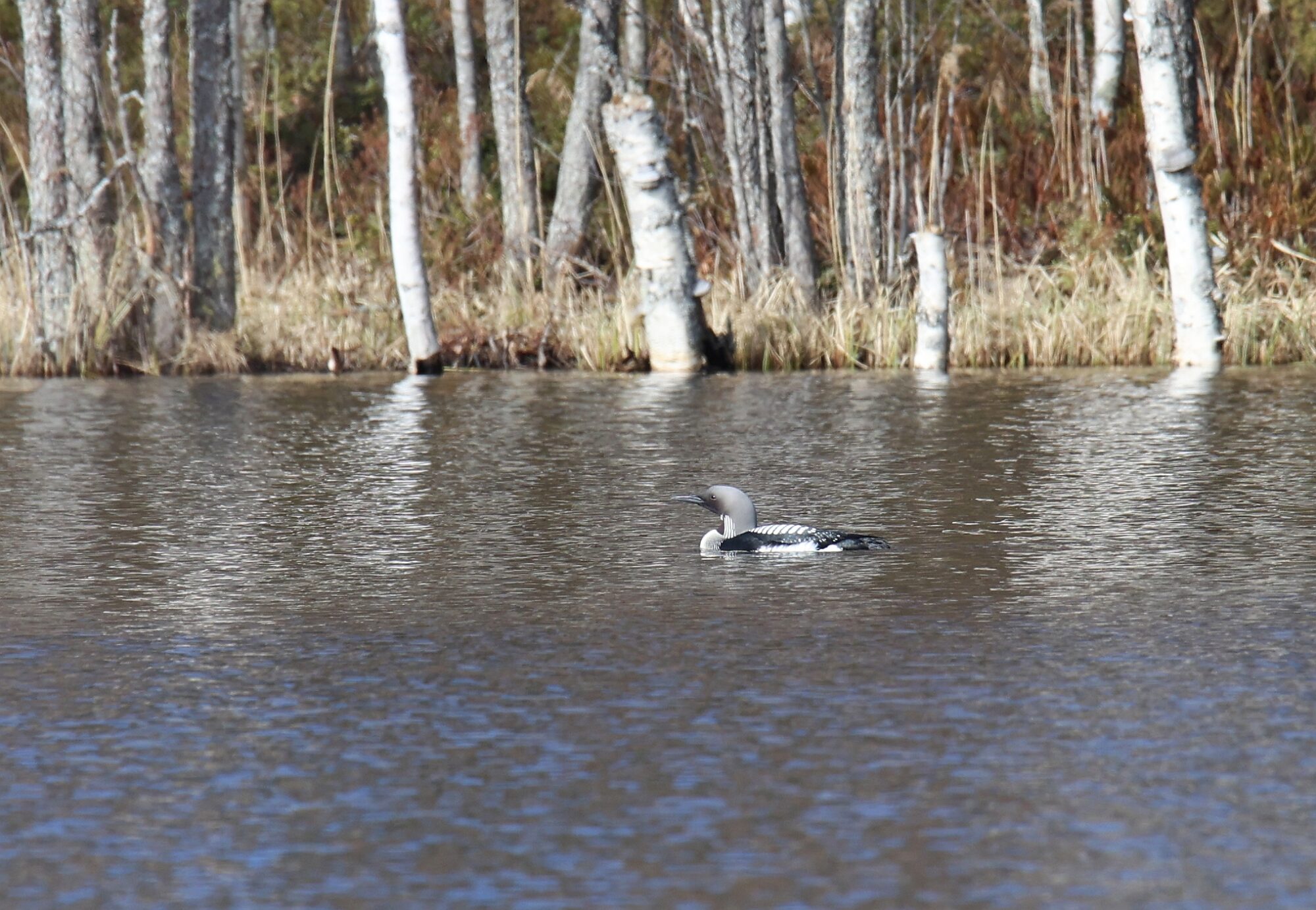 Valokuvaaja: Jaana Saarelainen