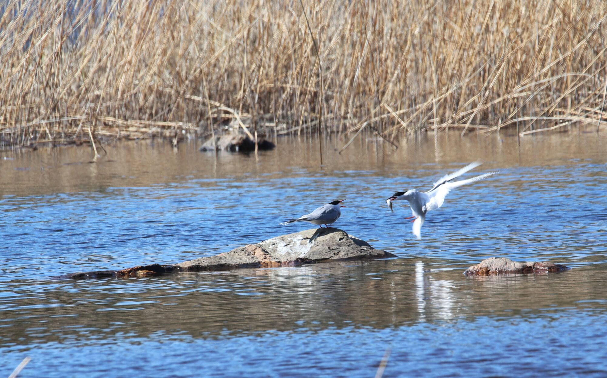 Valokuvaaja: Jaana Saarelainen