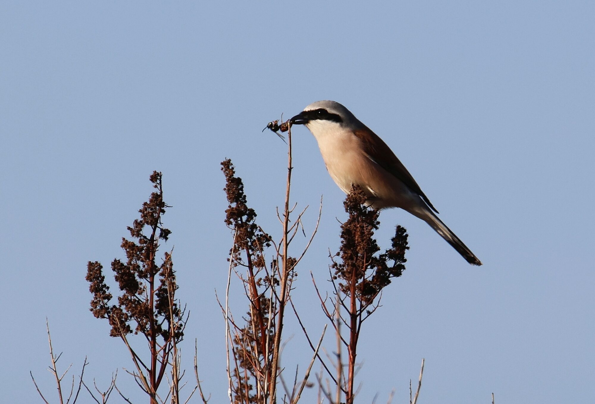 Valokuvaaja: Jaana Saarelainen