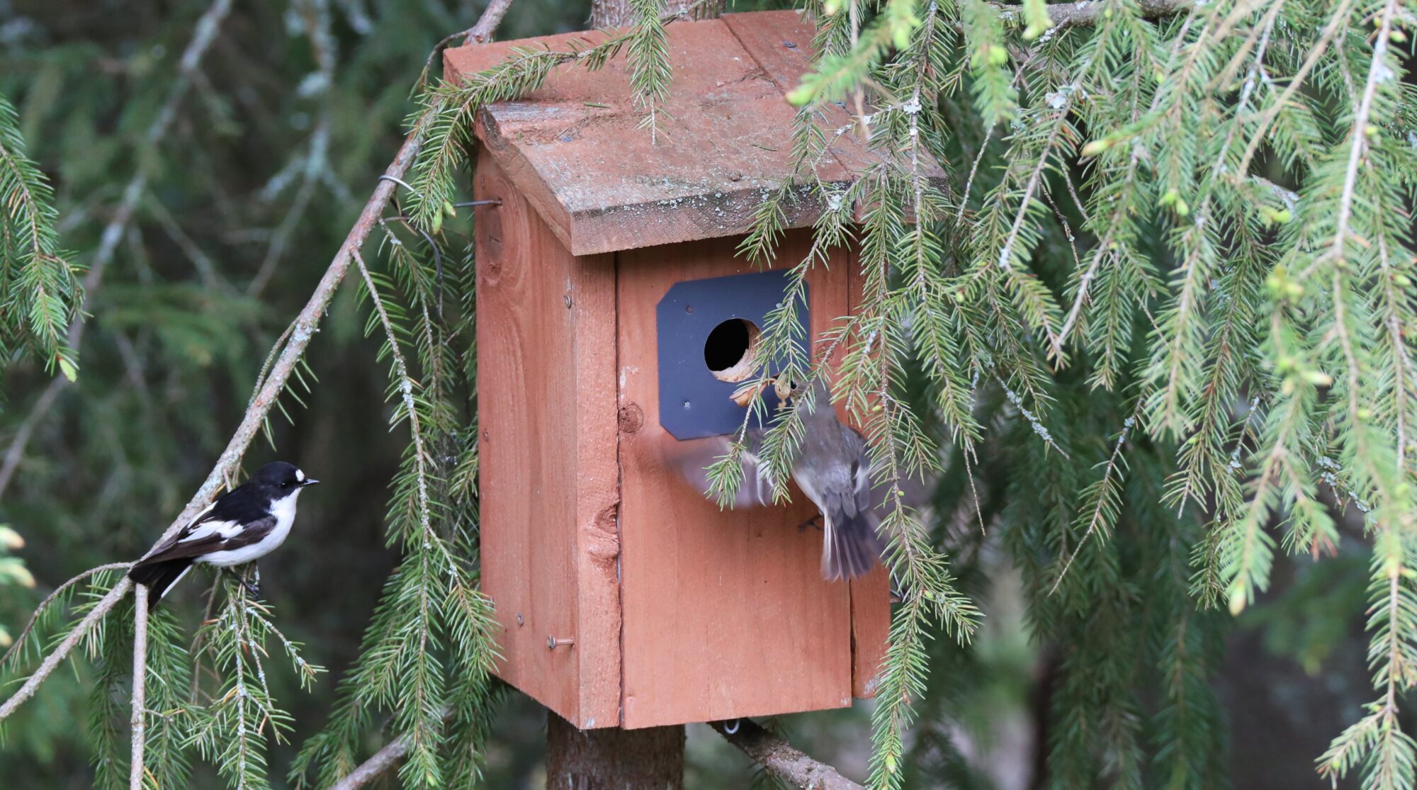 Valokuvaaja: Ahti Keränen