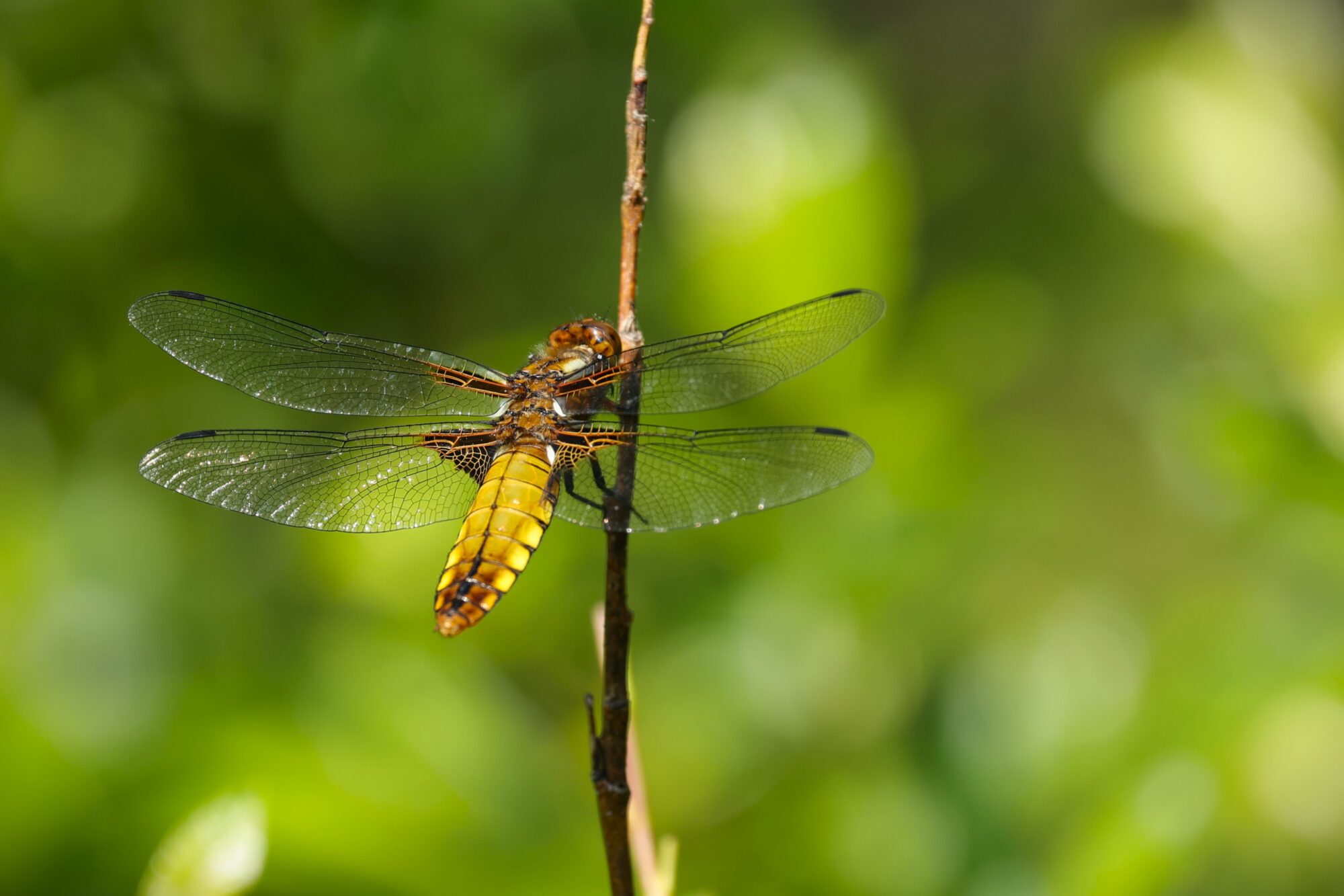 Valokuvaaja: esa  aho