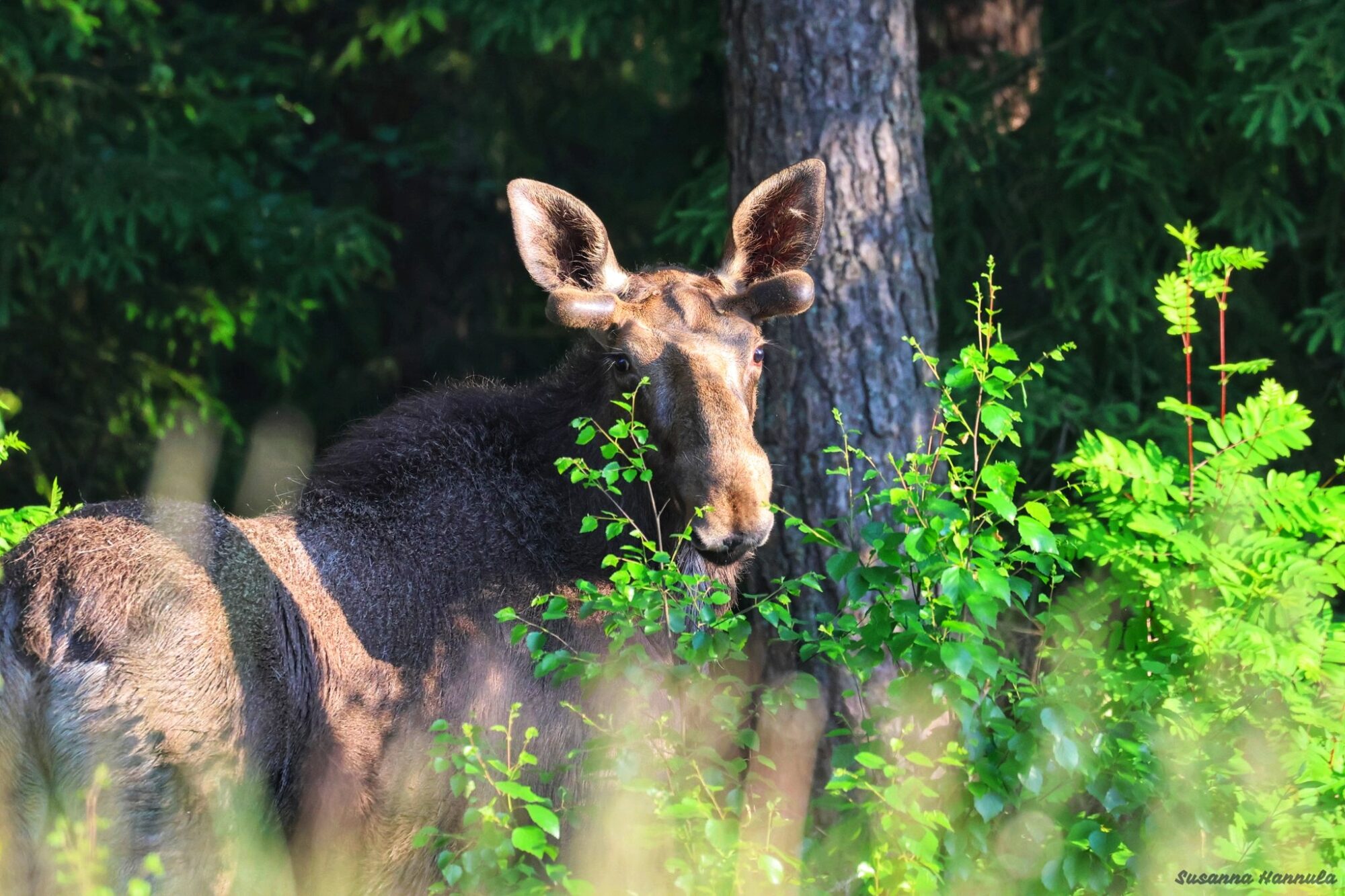 Valokuvaaja: Susanna Hannula Valokuvaaja: Susanna Hannula